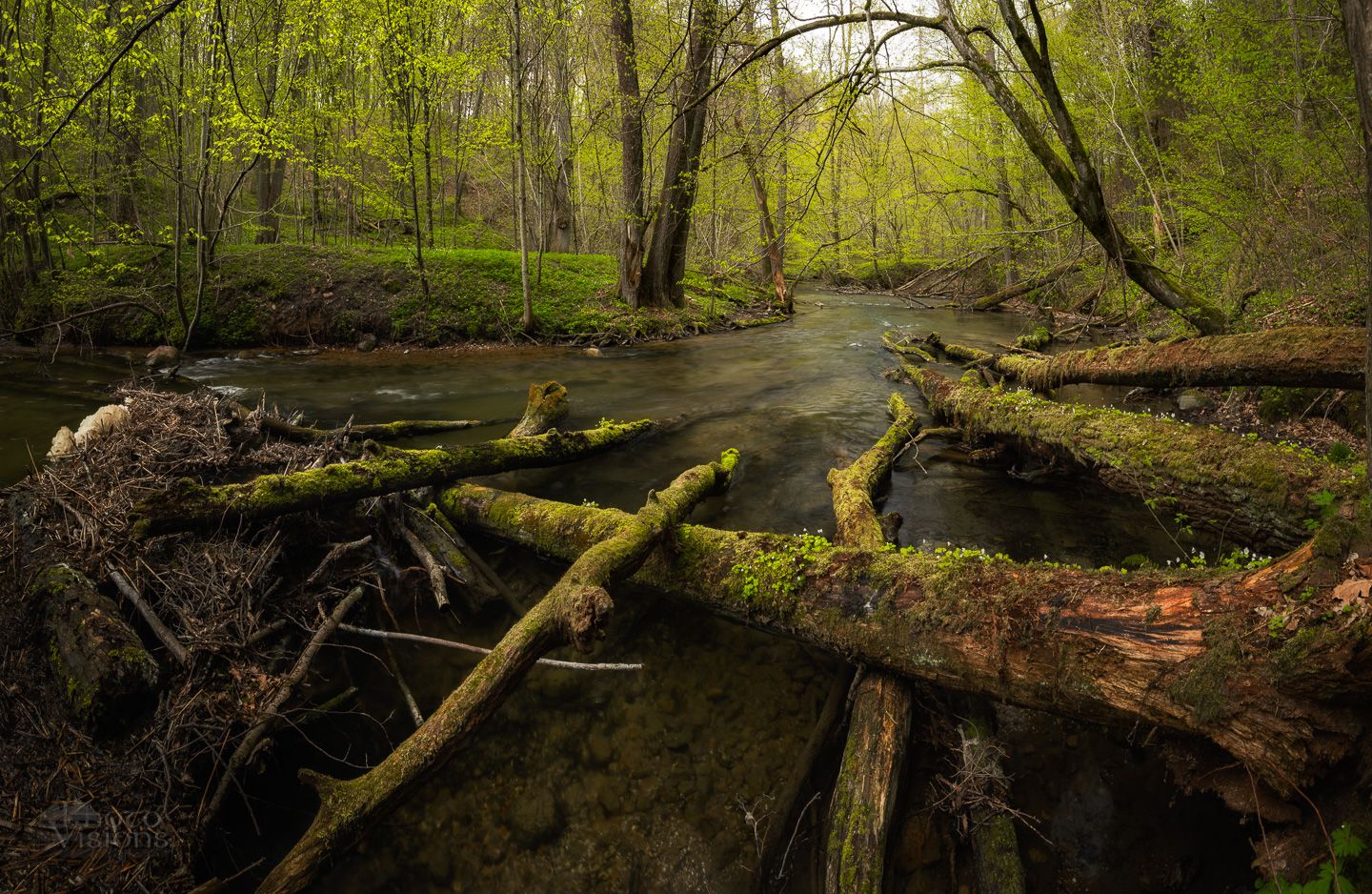forest,river,summer,woodland,poland,polish,woods,, Adrian Szatewicz