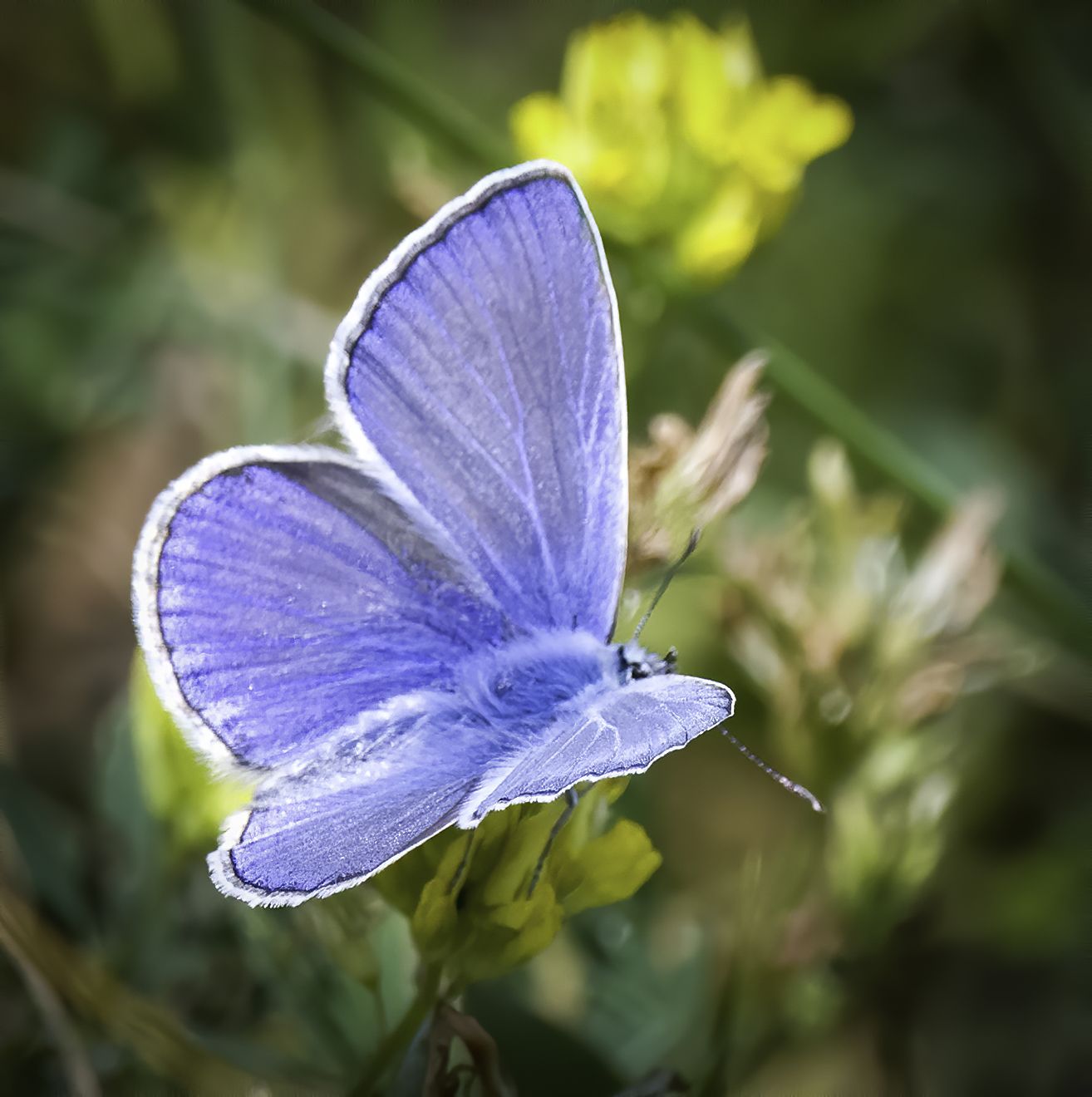 бабочка, фотоохота, природа, цветы, луг, Михаил Ездаков