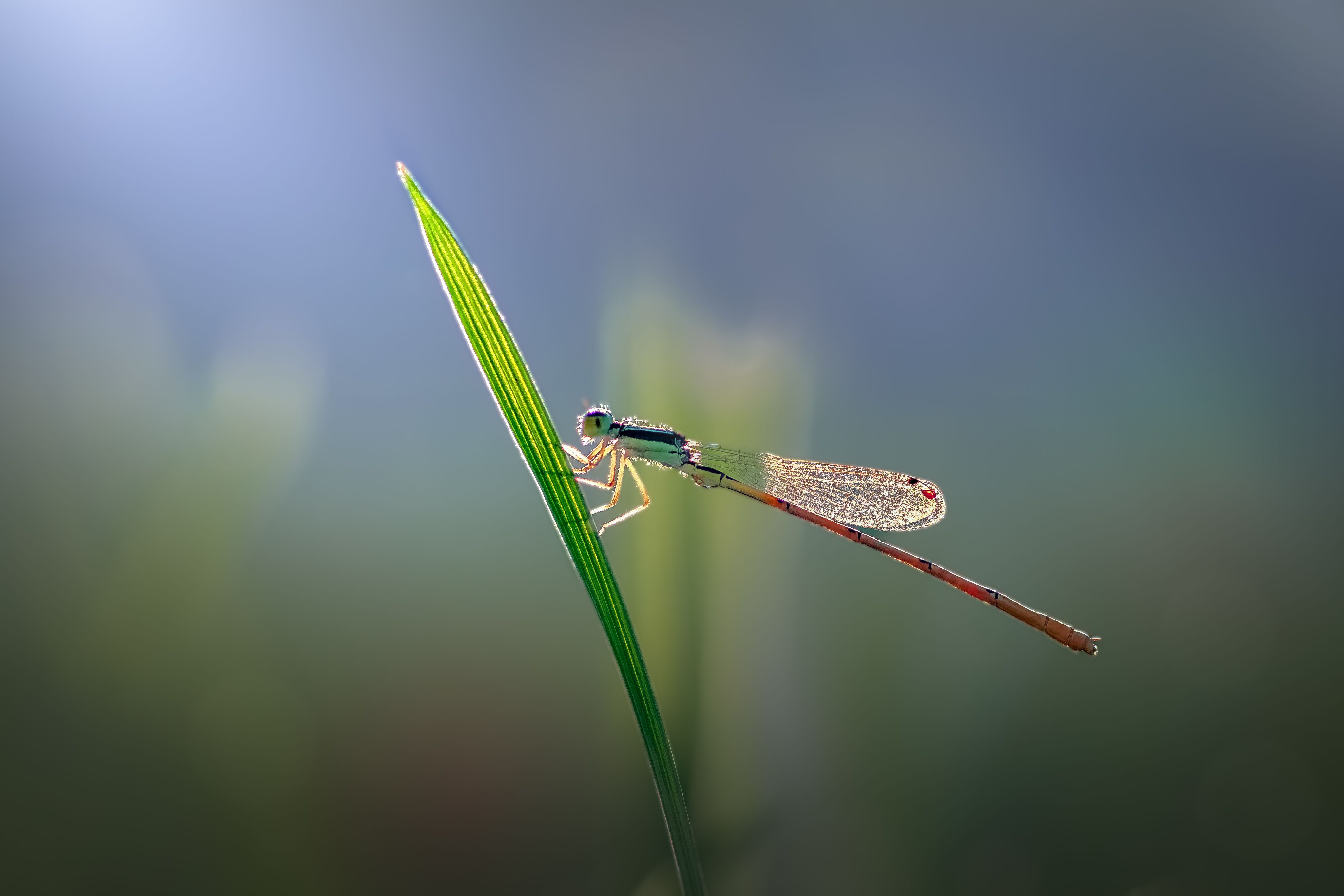 damselfly, dragonfly, insect, grass, sunset, dusk, evening, bug, macro, blade, grassland,, Atul Saluja