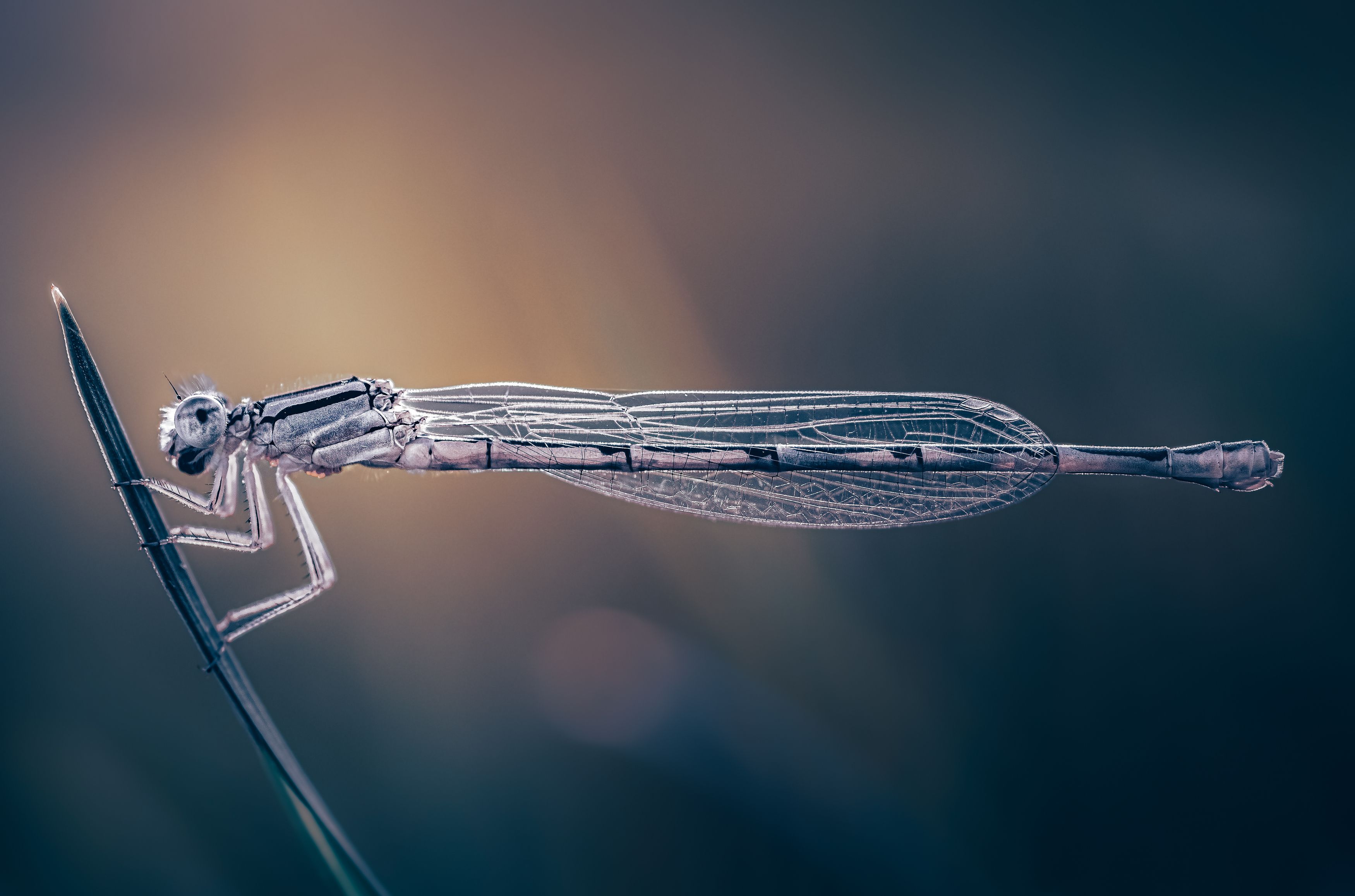 damselfly, dragonfly, insect, grass, sunset, dusk, evening, bug, macro, blade, grassland,, Atul Saluja