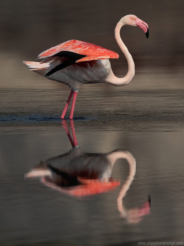 Greater flamingos, Dr Ajay Kumar Singh
