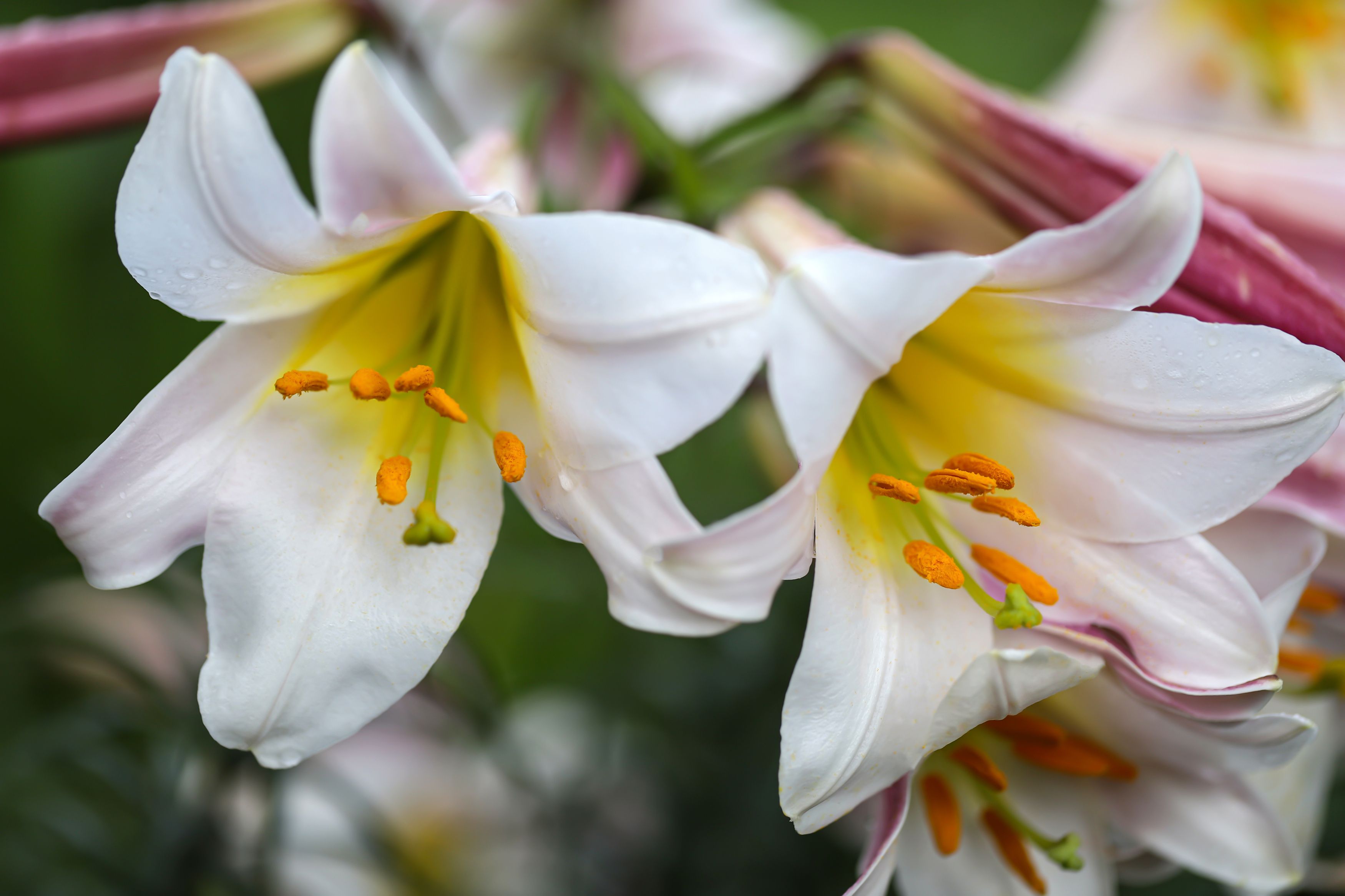 white lilies, flowers, garden, macro, close-up, nature, DZINTRA REGINA JANSONE