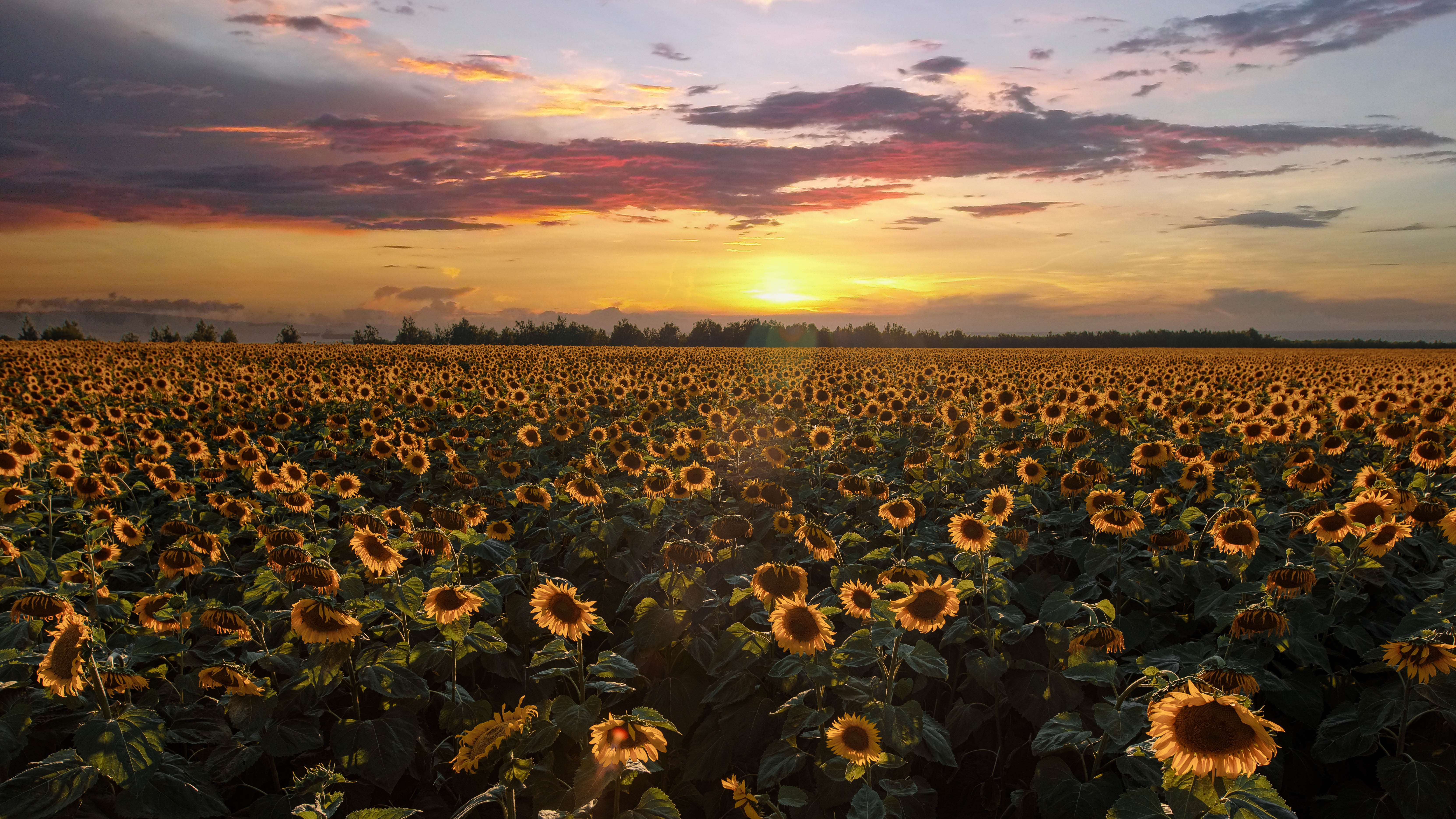 пейзаж, landscape, лето, summer, подсолнухи, sunflowers, Владимир Васильев