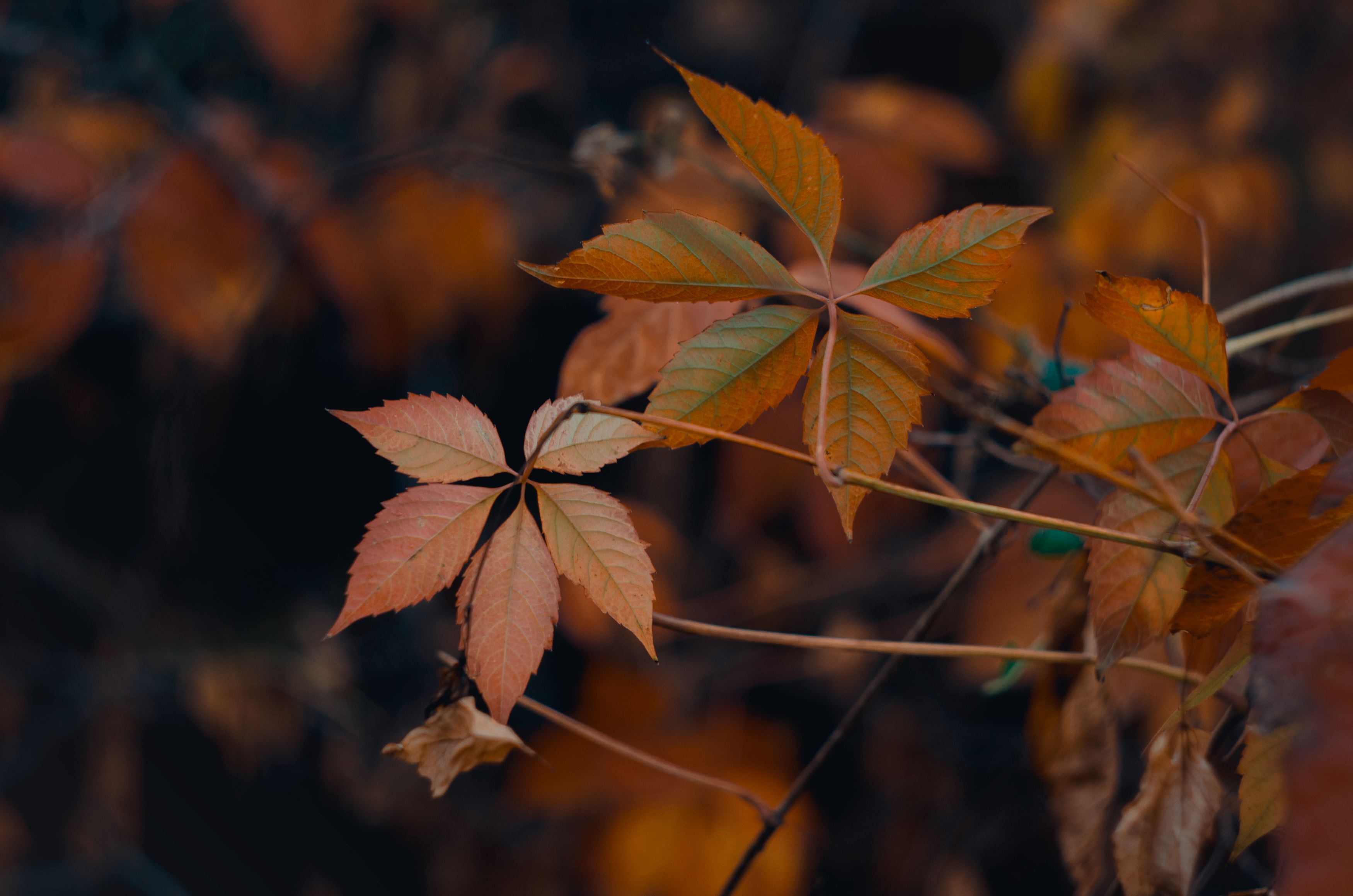 Осенние листья, листья дерева, оранжевые листья, осень, осенняя природа, Shadow Anna