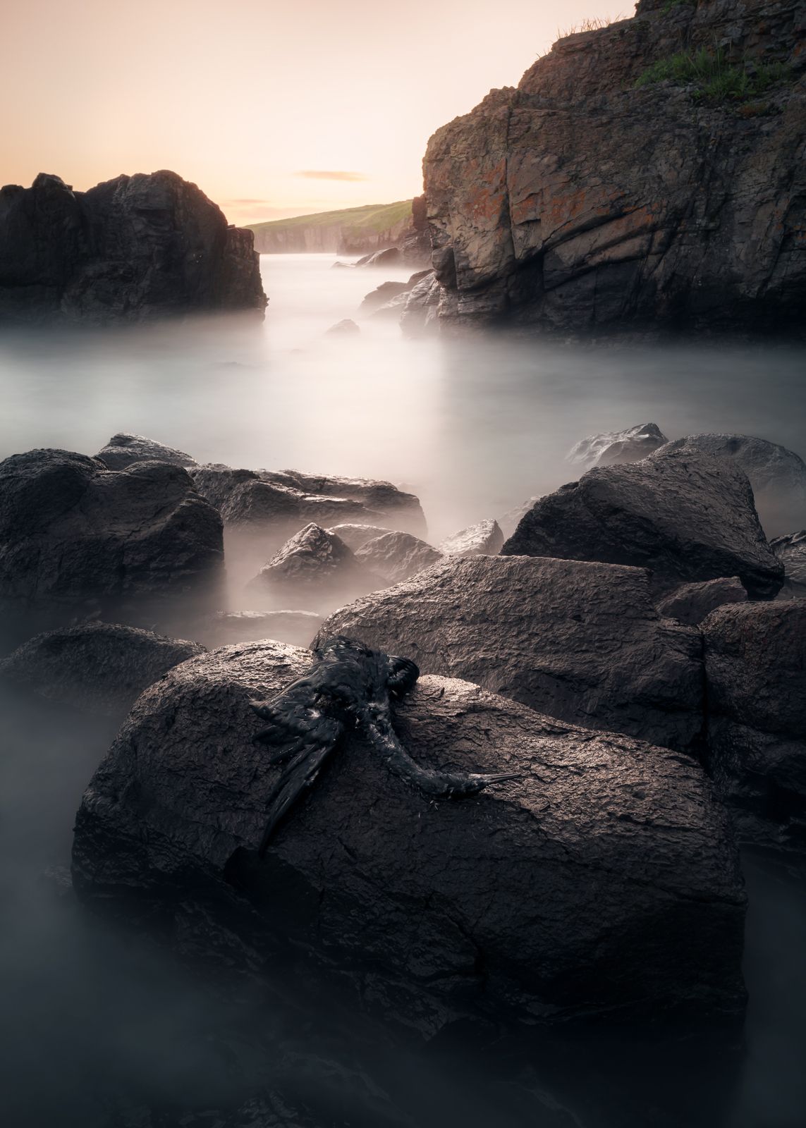 птица, море, скалы, Андрей Кровлин
