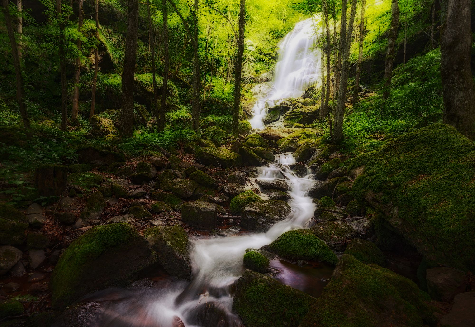 лес, парк, природа, водопад, деревья, речка, болгария, зелень, bulgaria, forest, waterfall, Эрнест Вахеди