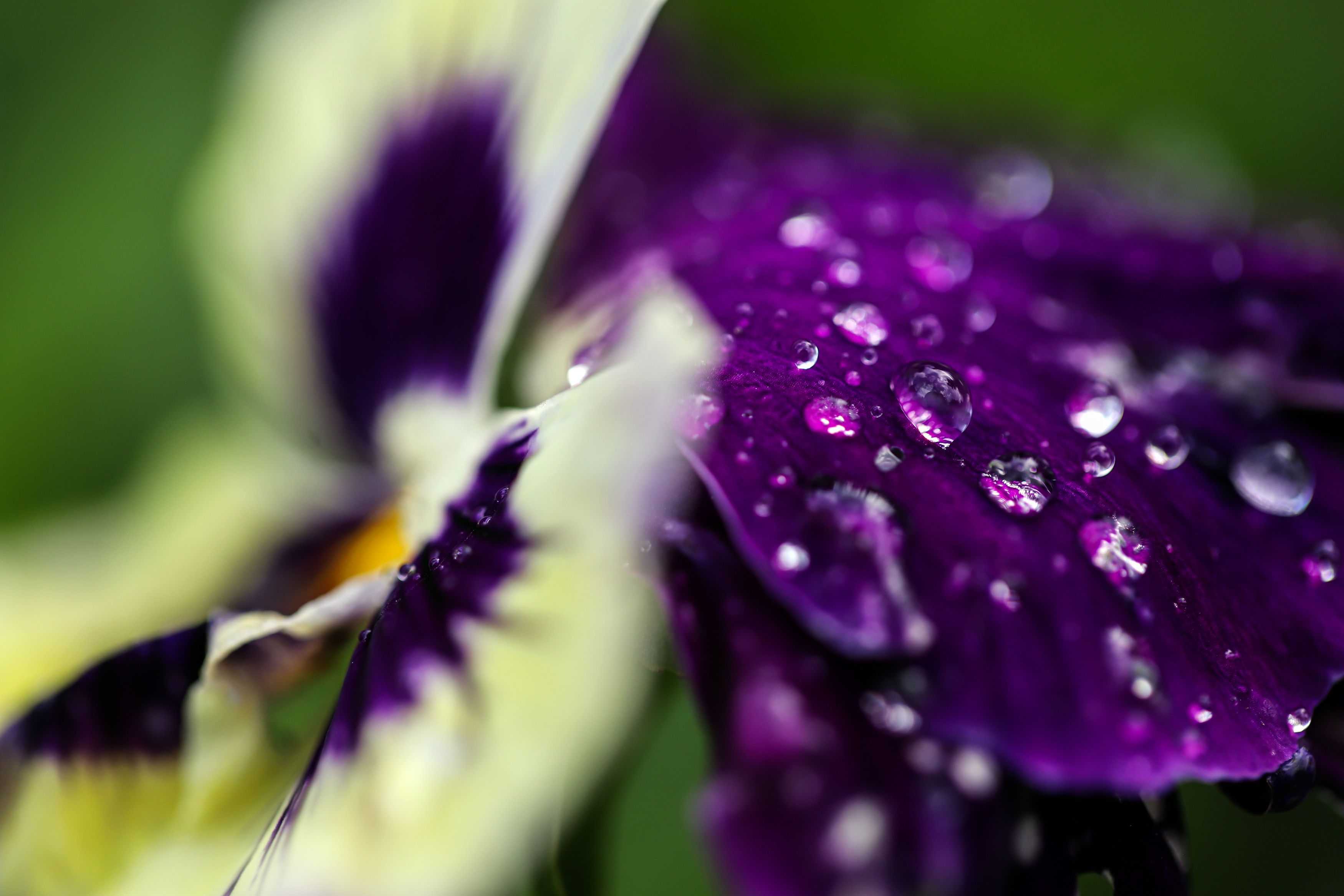 blue, decoration, garden, flowers,rain, water drops, DZINTRA REGINA JANSONE