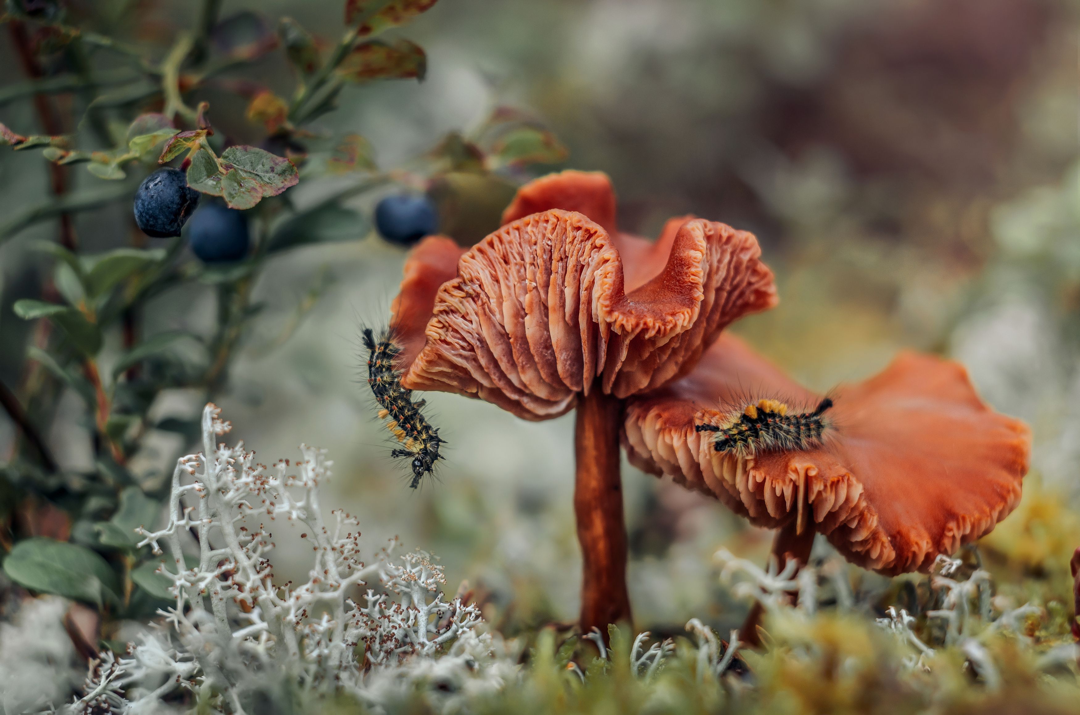 лес макро гриб гусеница мох ягоды черника природа, Анастасия Третьякова
