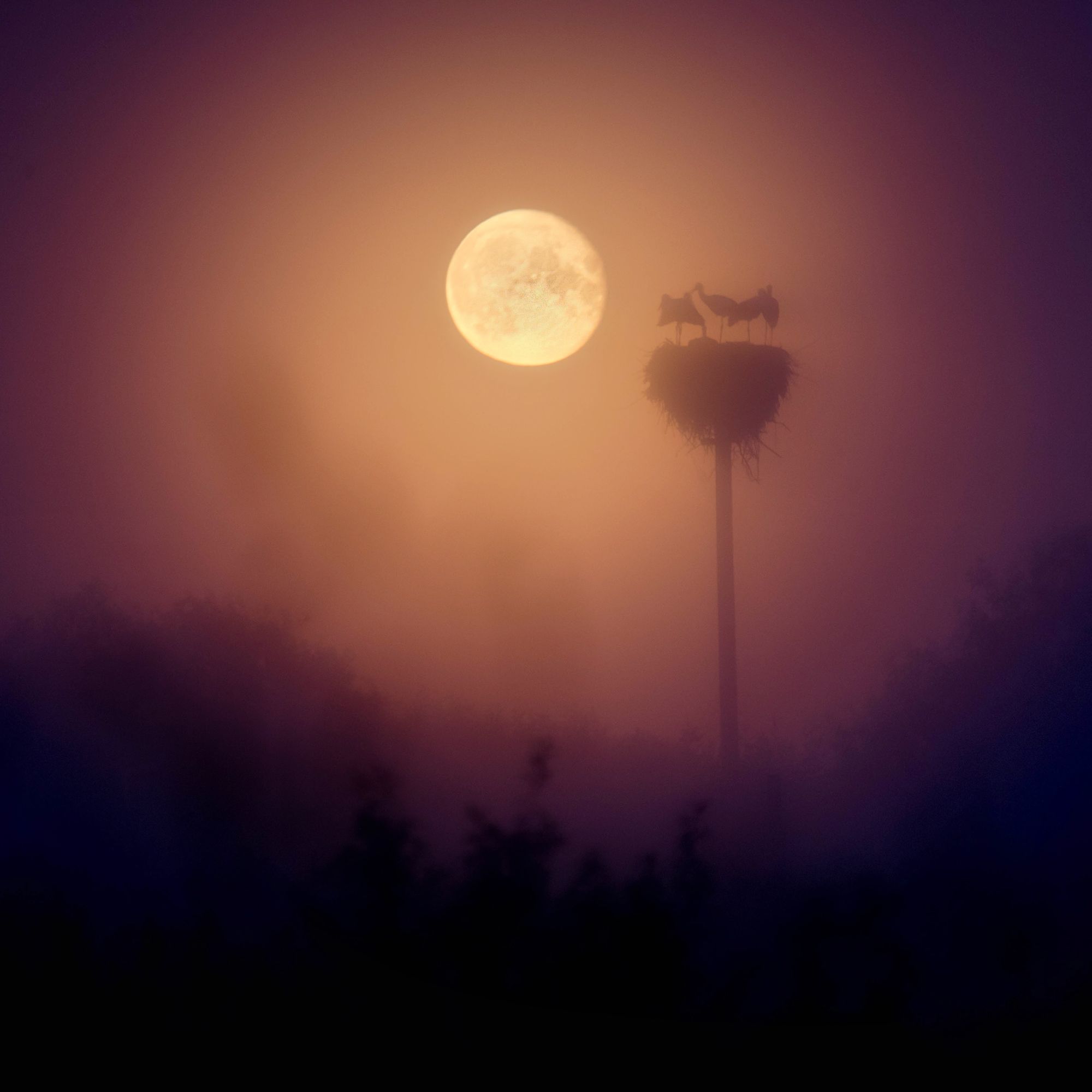 полнолуние, луна, ночная фотография, аисты, силуэт, птицы, Павел Ващенков