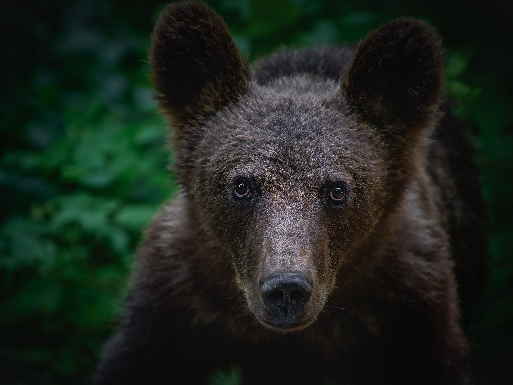 животные портрет медведь румыния лес дикие животные, Вадим Кулинский