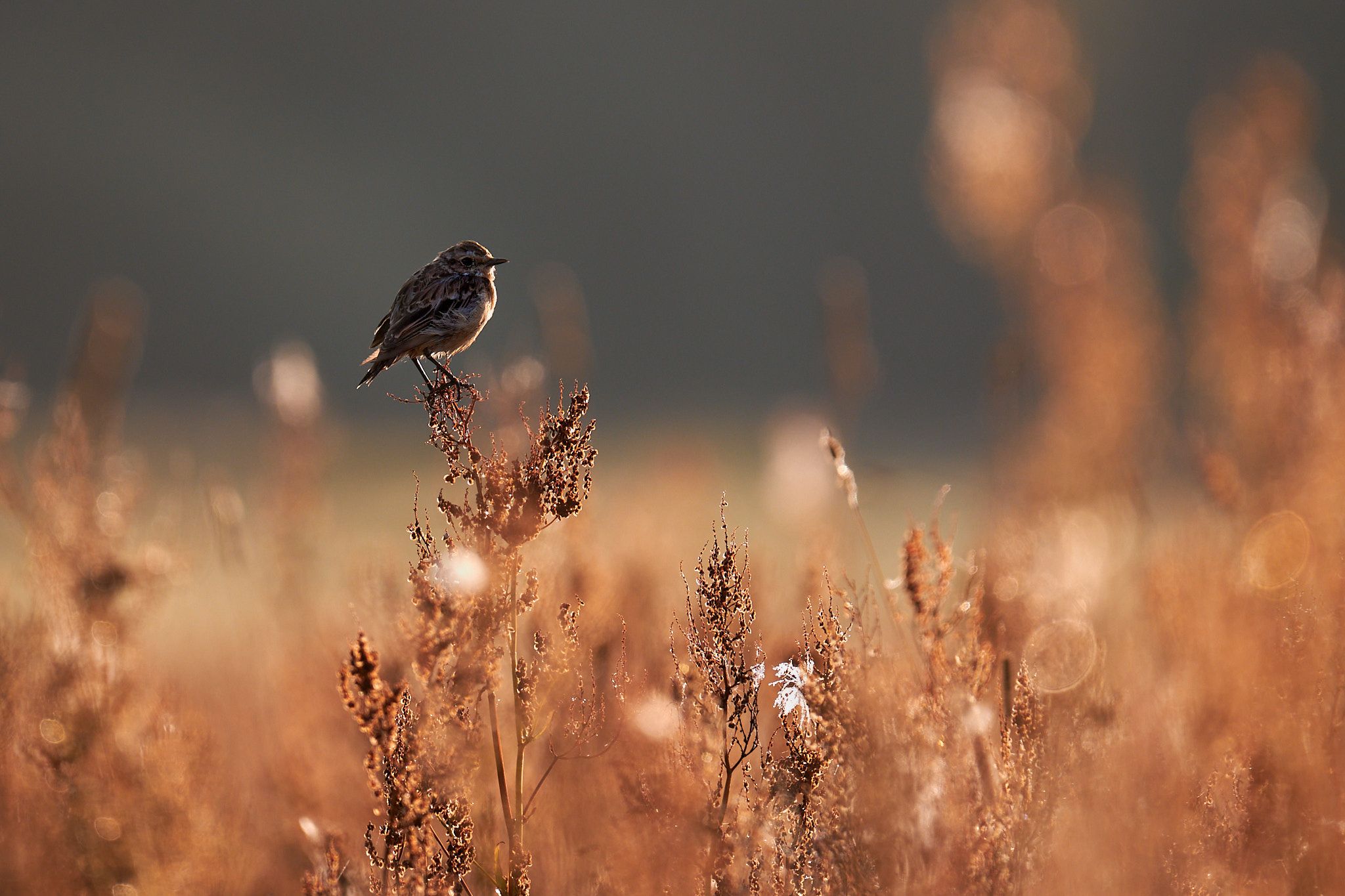 утро рассвет птичка сидит на травинке чекан, Mikhail Khmelevskiy
