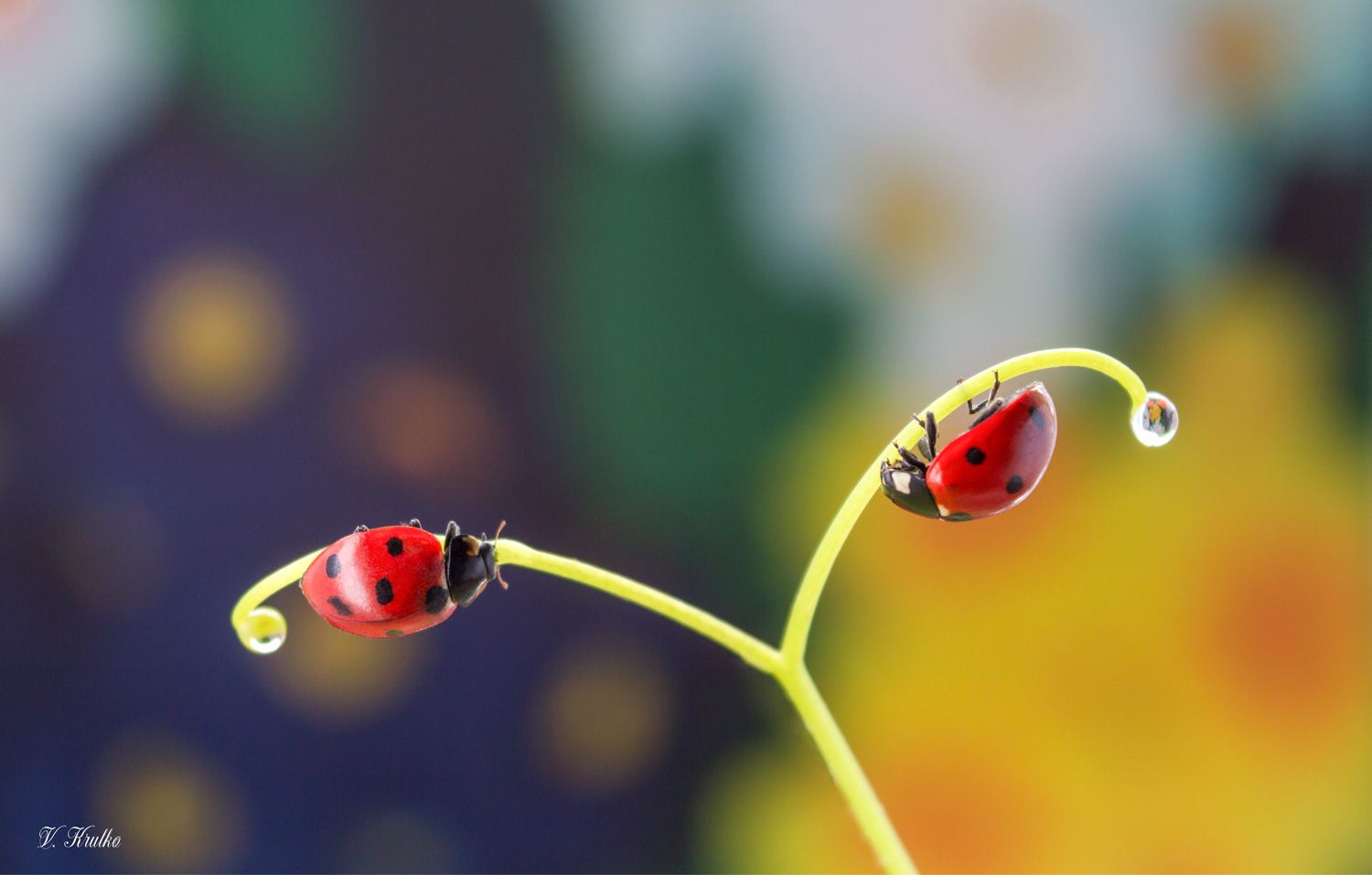 #ladybug #insect #macro #nature #wildlife #wallpaper #background #print, Вікторія Крулько