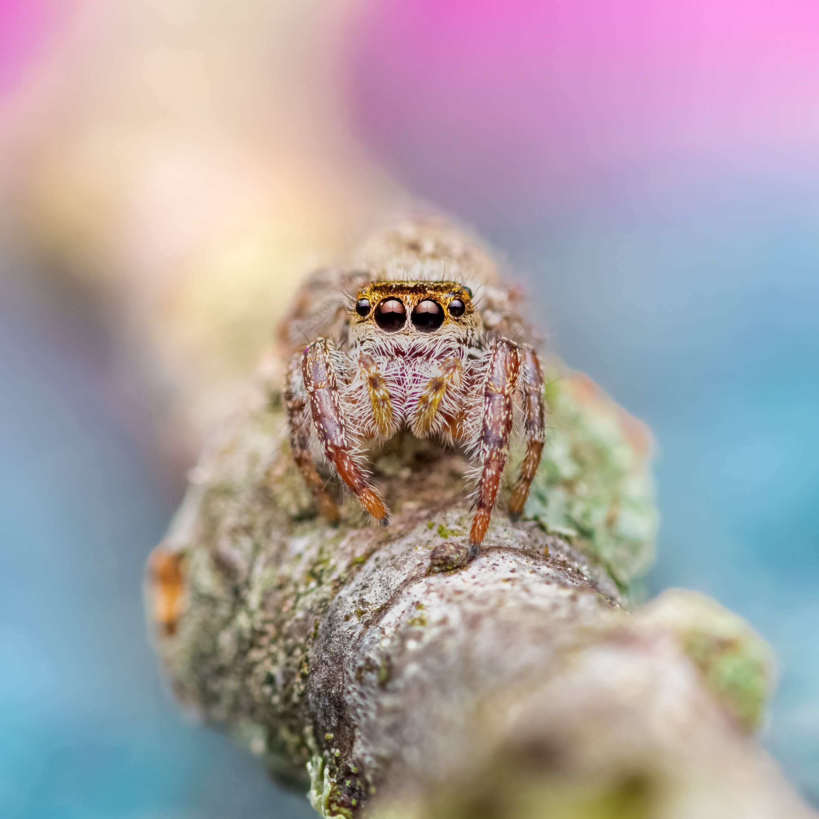 spider, animal, wild, insect, arachnid, leaf, macro,, Atul Saluja