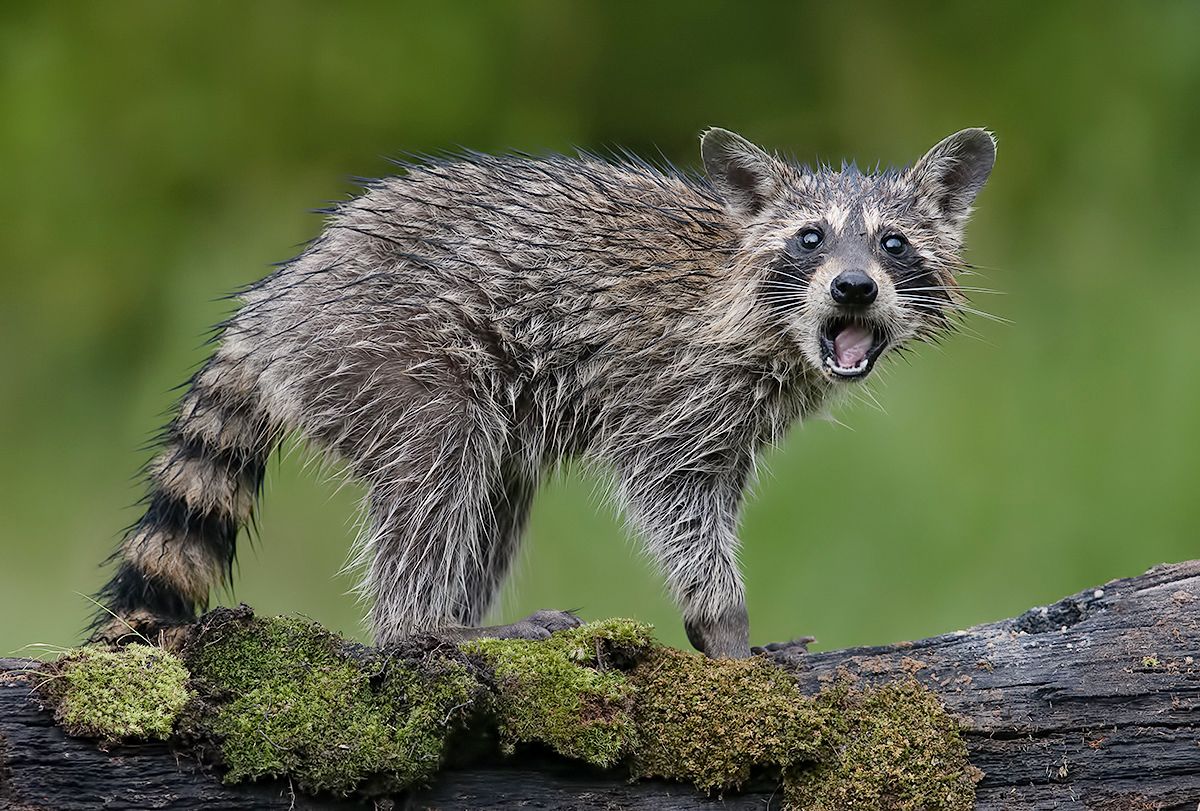 енот обыкновенный, енот-полоскун, raccoon, енот, дикие животные, животные, animals, Etkind Elizabeth