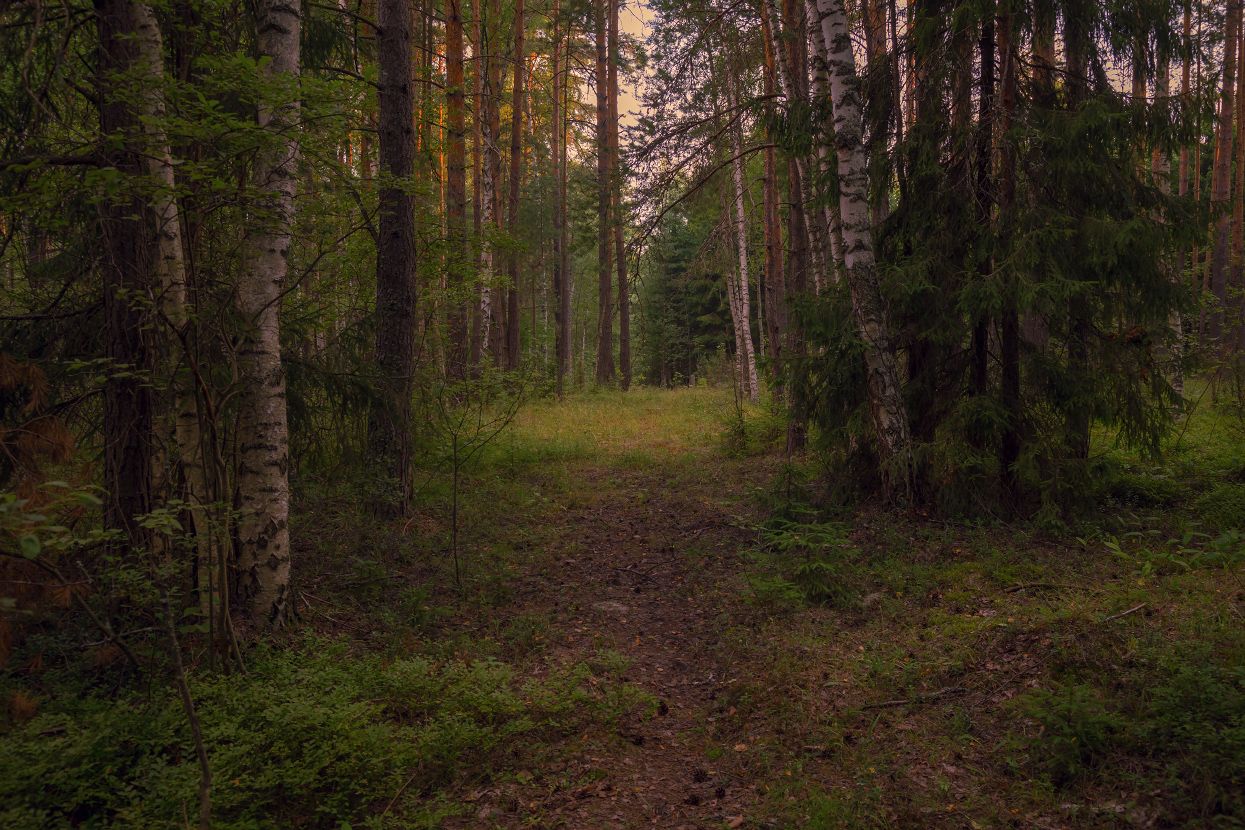 лес утро дорога состояние, Дмитрий Алексеев