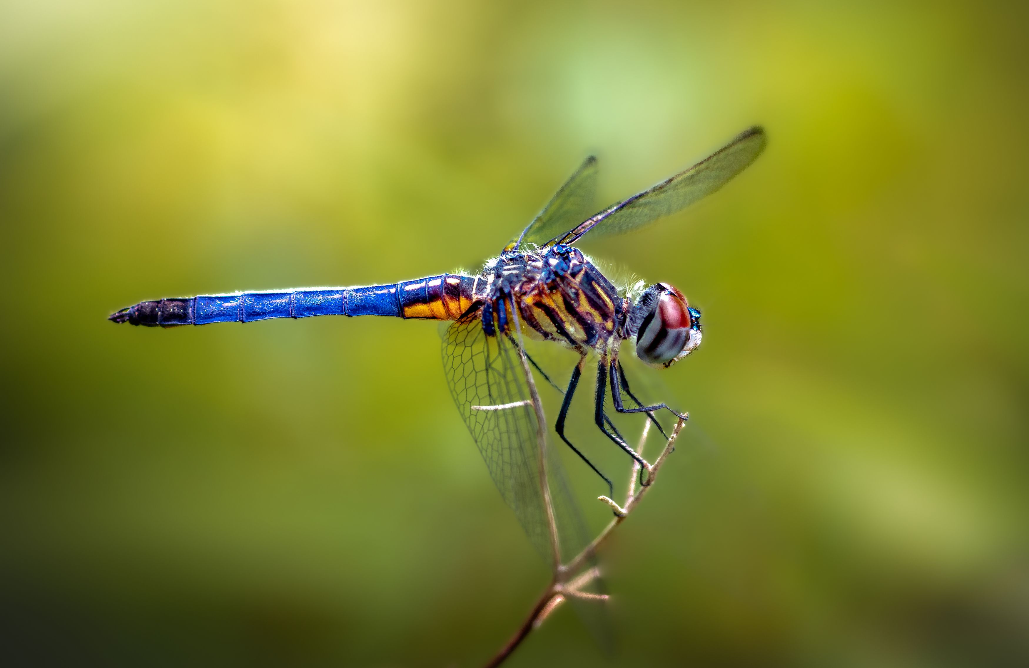 damselfly, dragonfly, insect, grass, sunset, dusk, evening, bug, macro, blade, grassland,, Atul Saluja