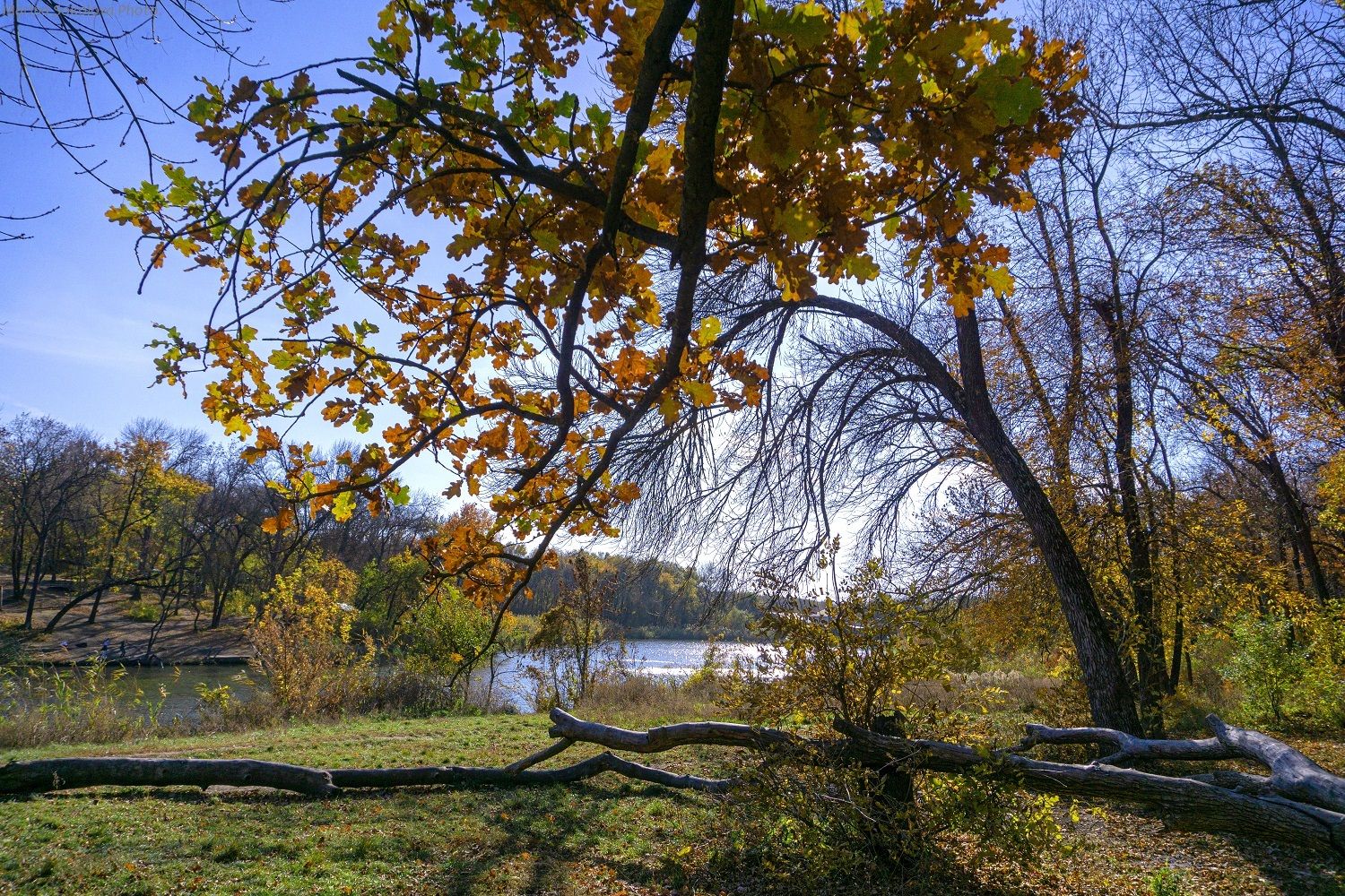 осень,природа.пейзаж, Марина Соколова