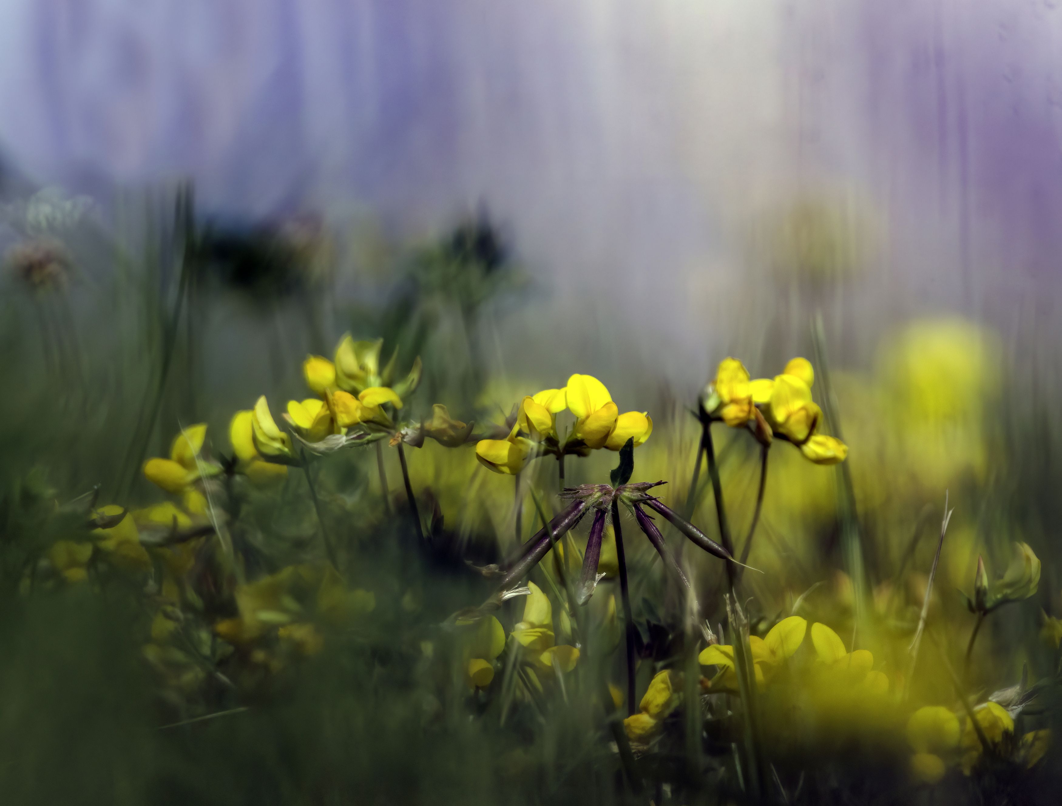 поле, фотоохота, природа, цветы, луг, Михаил Ездаков