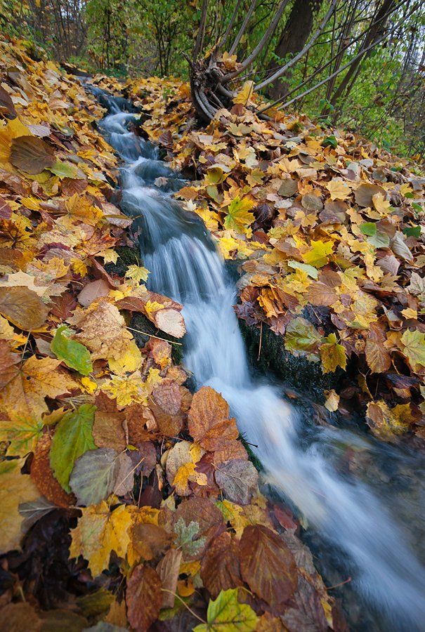 осень, листва, ручей, водопад, ковёр из жёлтых листьев, Валерий Пешков
