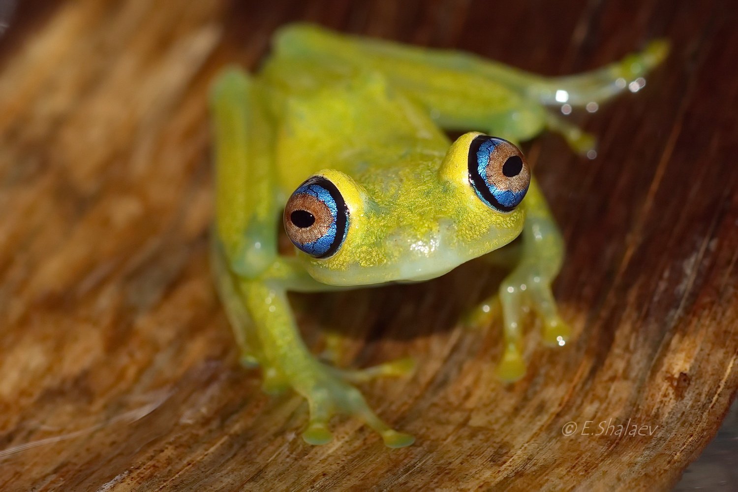 boophis viridis,frog,green bright-eyed frog,амфибии,боофис,веслоног зелёный, веслоног,лягушка, Евгений