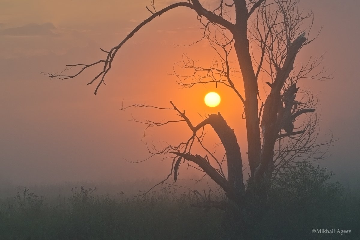 рассвет восход утро туман дерево природа першино, Михаил Агеев