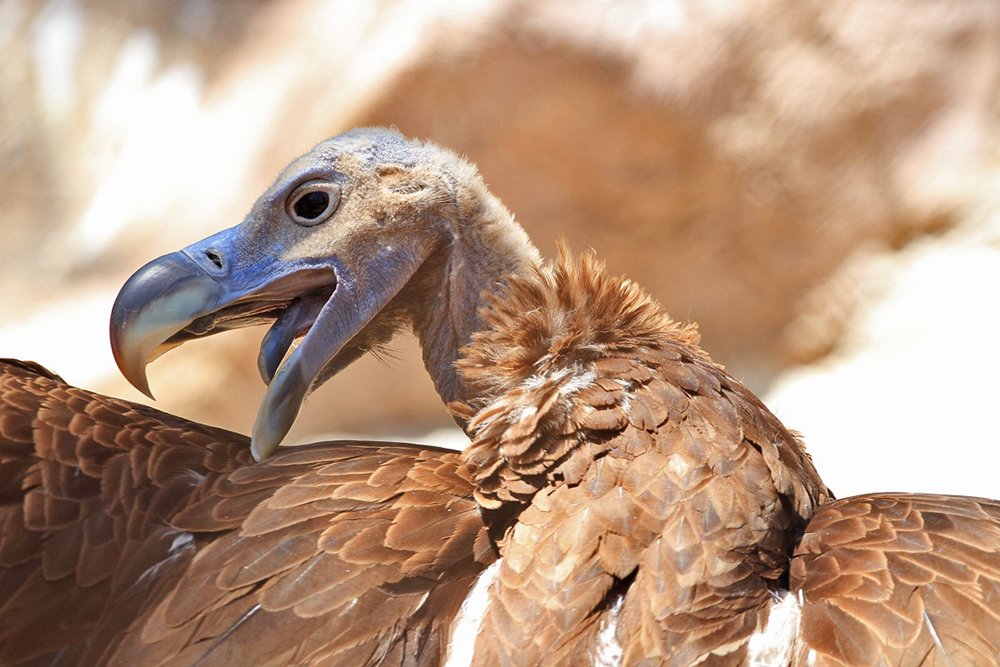 70200, 7D, Animals, Birds, Griffon, Гриф, Животные, Птицы, Yuri Gomelsky