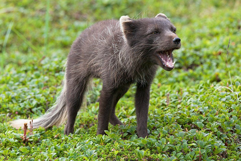 командоры, wildlife, песец, Сергей Краснощёков