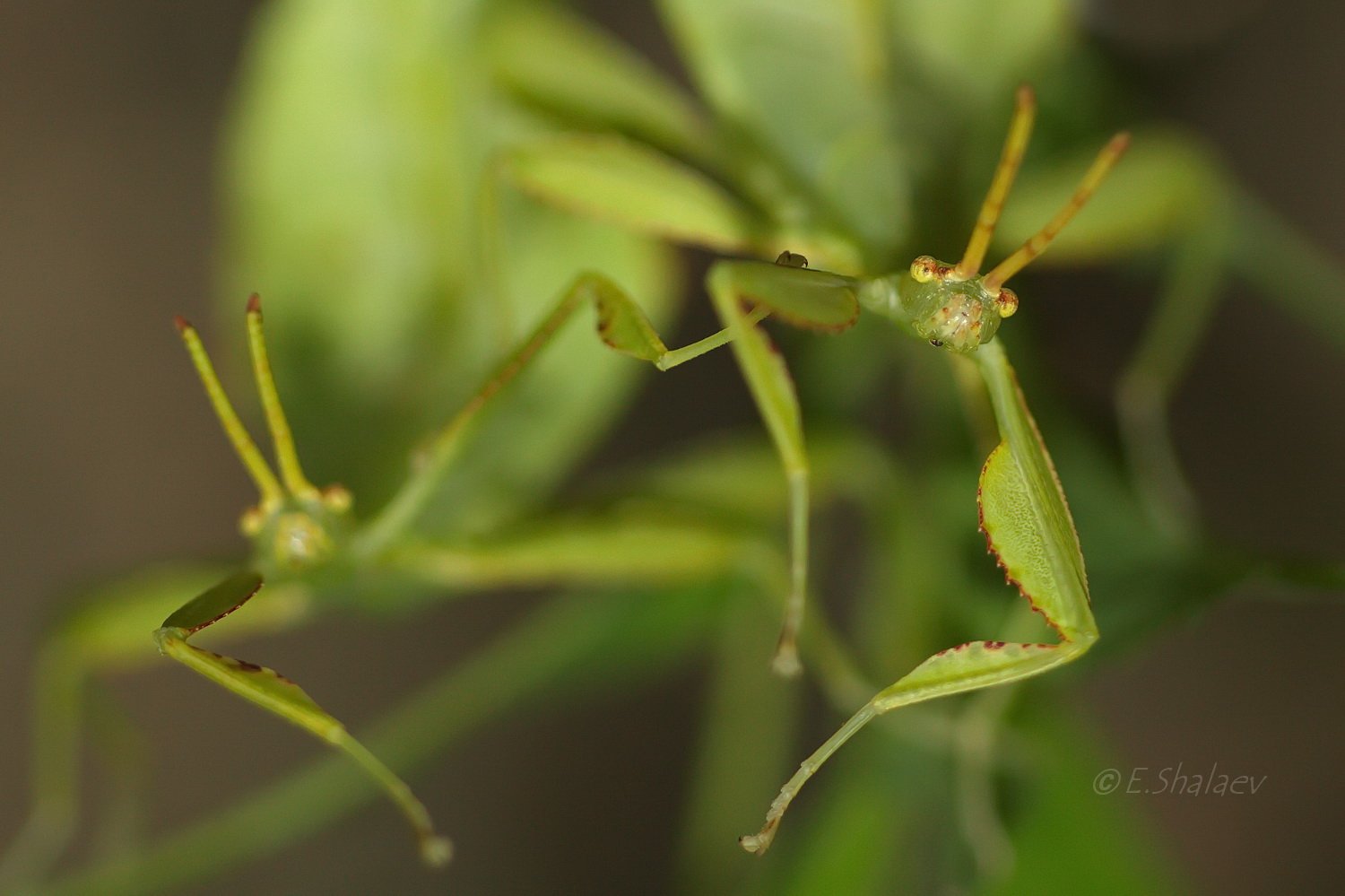 Linnaeus' Leaf Bug, Phyllium, Phyllium siccifolium, Насекомые, Палочники, Евгений