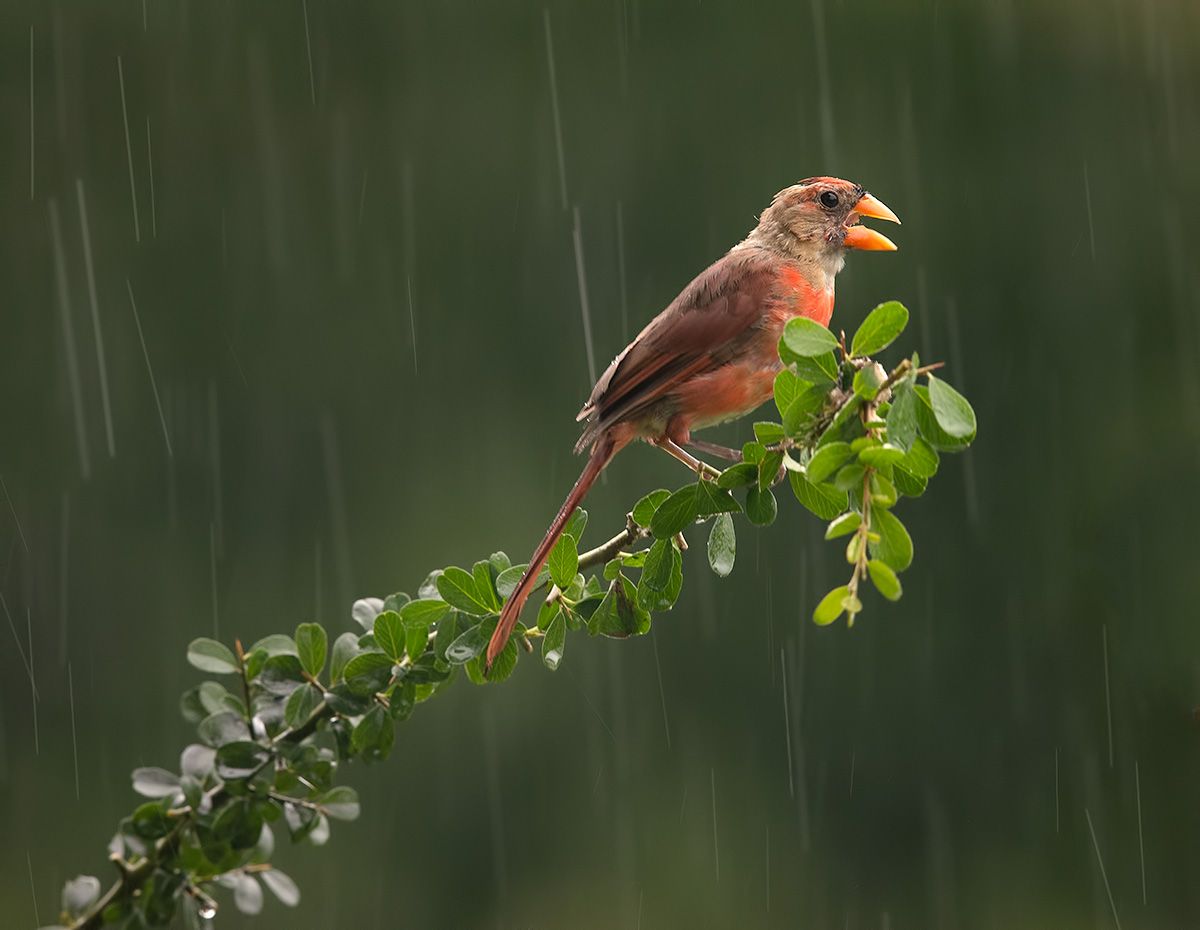 красный кардинал, northern cardinal, cardinal,кардинал, rain,дождь, Etkind Elizabeth
