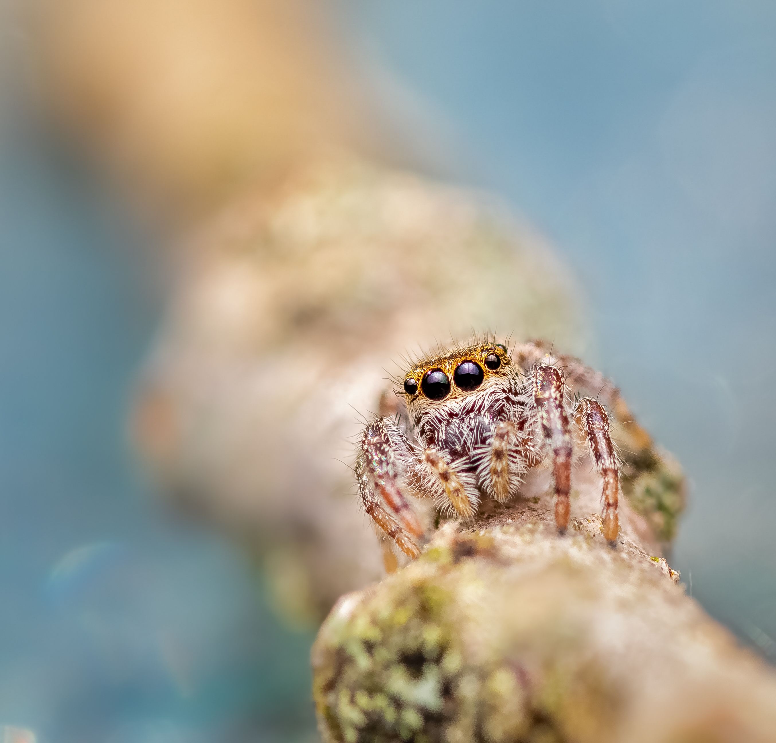 spider, animal, wild, insect, arachnid, leaf, macro,, Atul Saluja