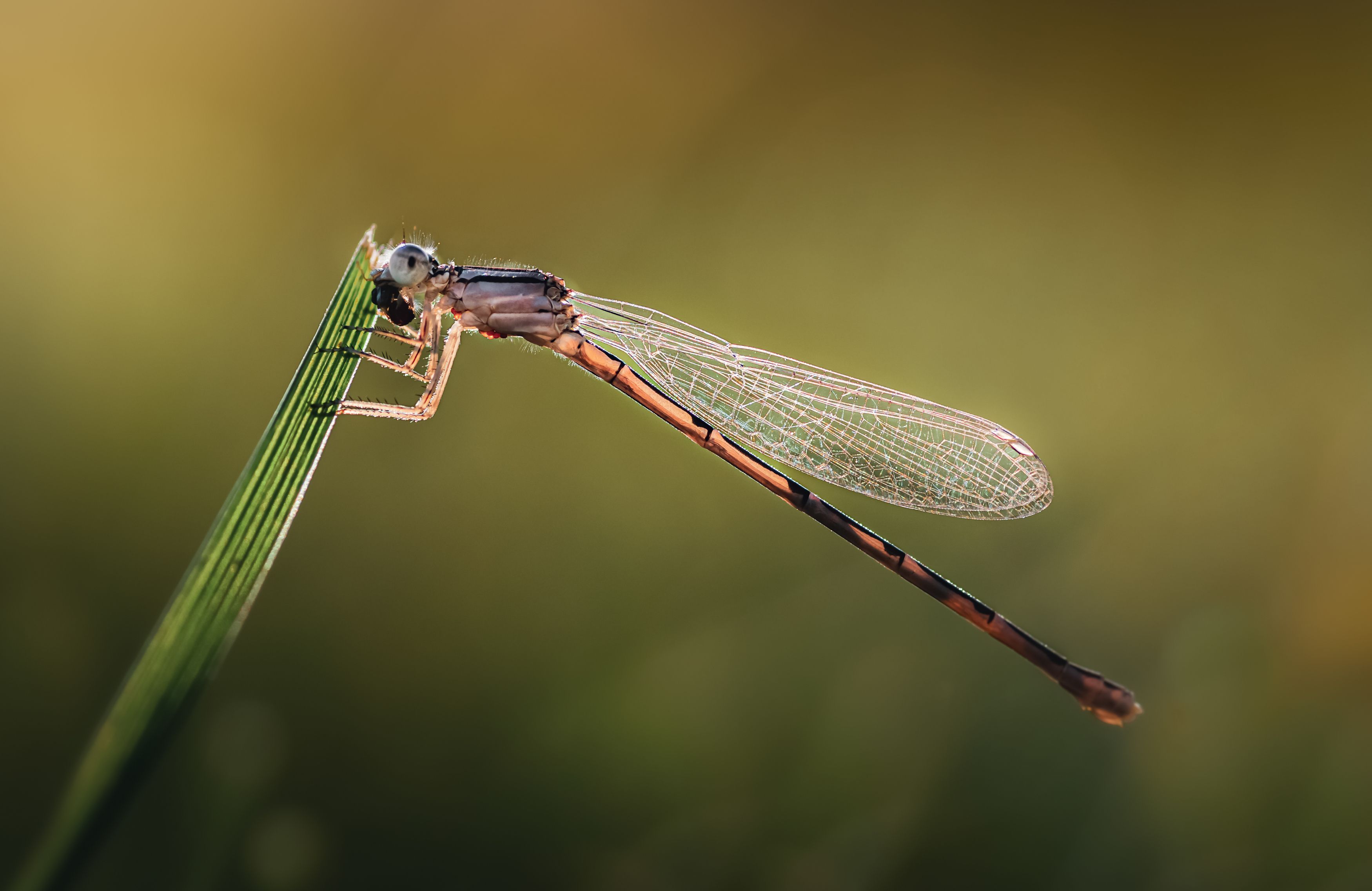 damselfly, dragonfly, insect, grass, sunset, dusk, evening, bug, macro, blade, grassland,, Atul Saluja