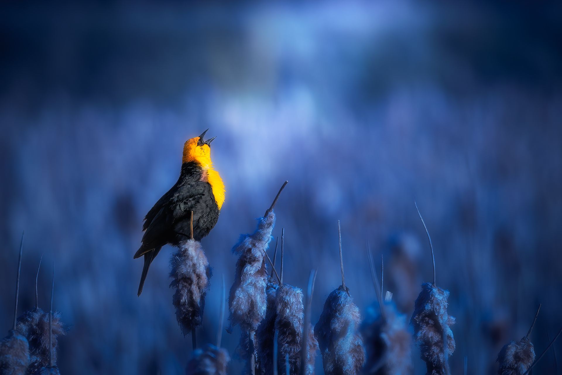 bird, morning, cold, blue, sing, song, light, nature, natural, animal, portrait, Zhao Huapu