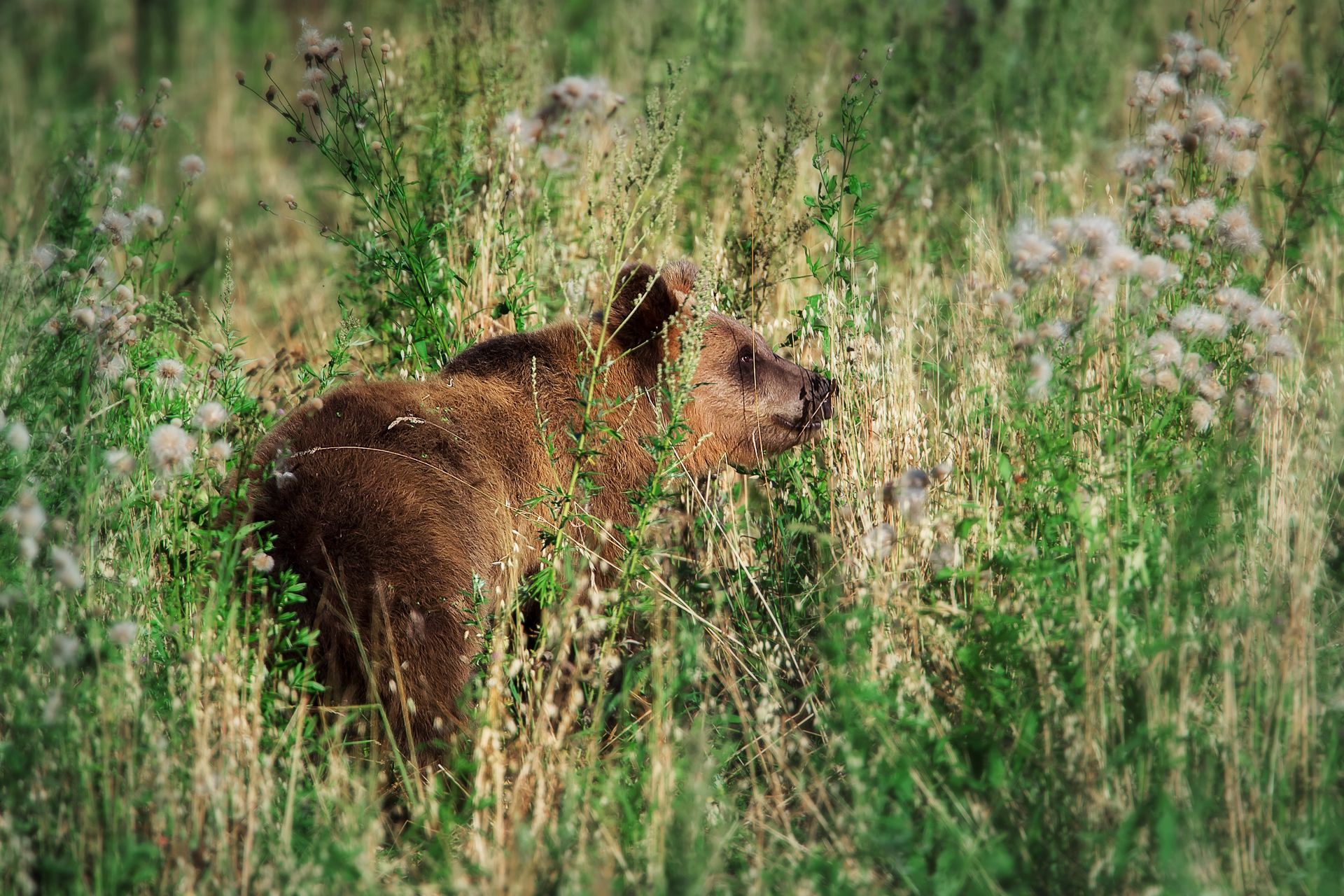 медведь, природа удмуртии, Vyacheslav Lozhkin