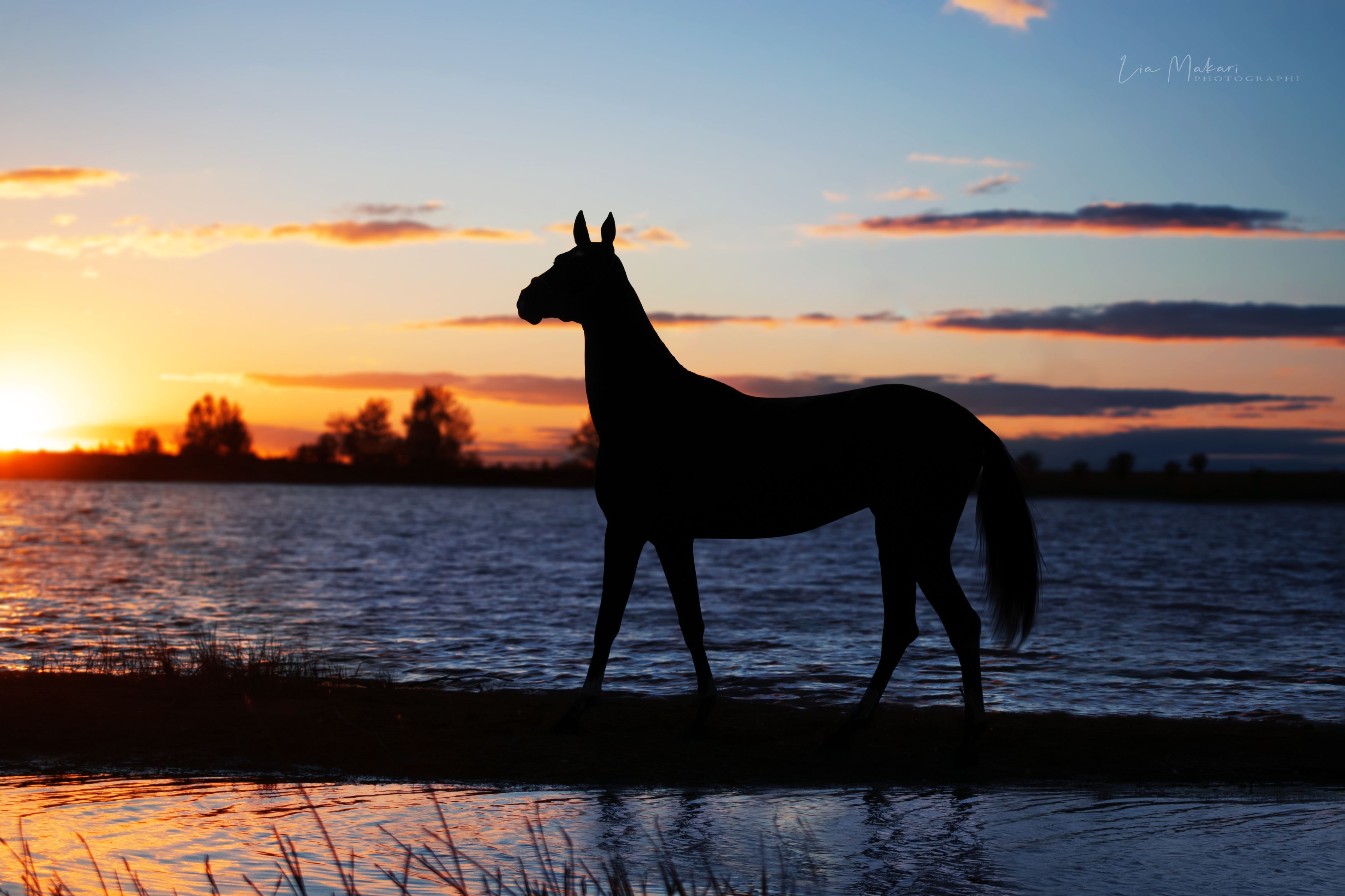 Лошадь, лошади, horse, закат, sunset, Lia Makari
