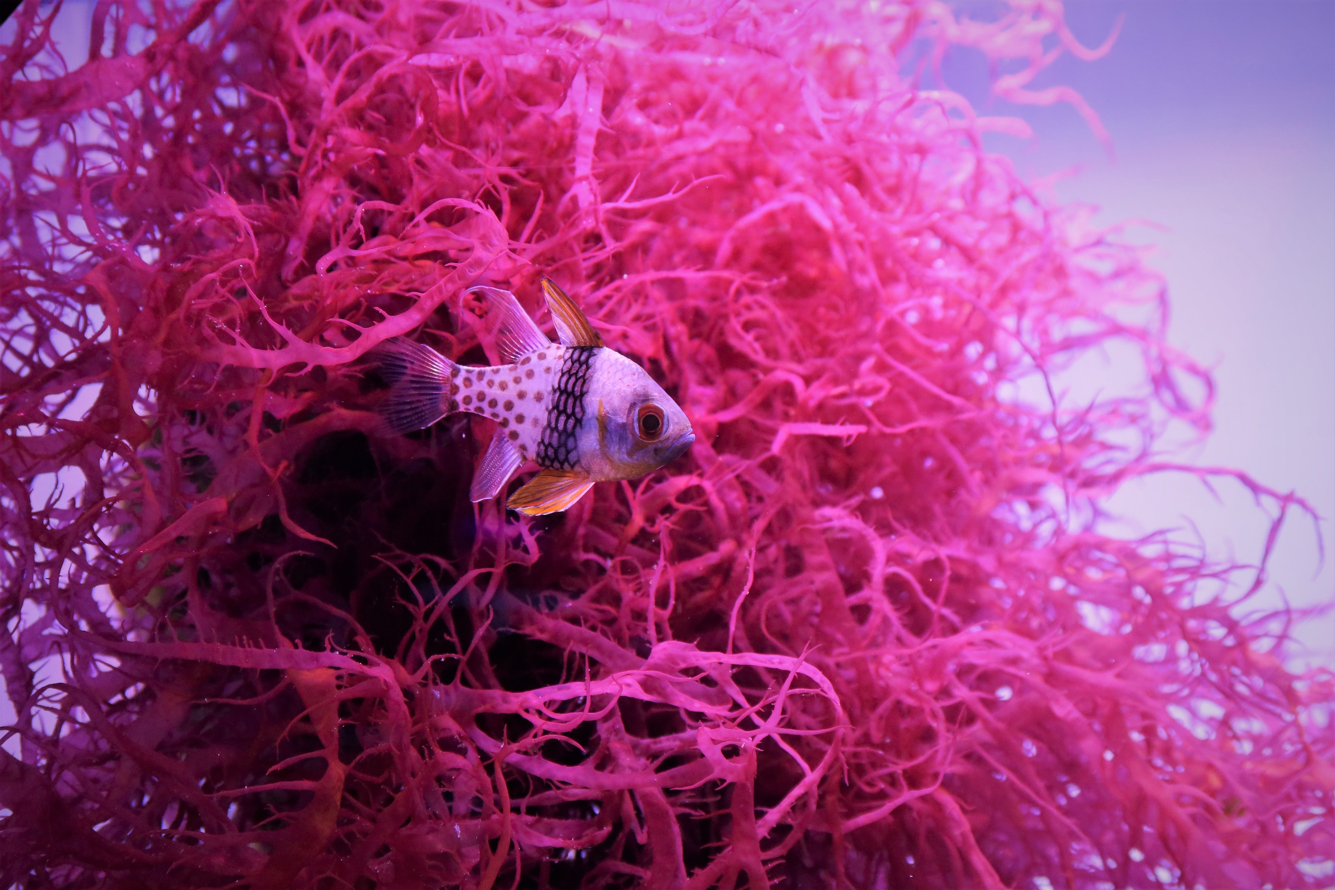 Розовая рыбка. Фотограф Козлова Галина