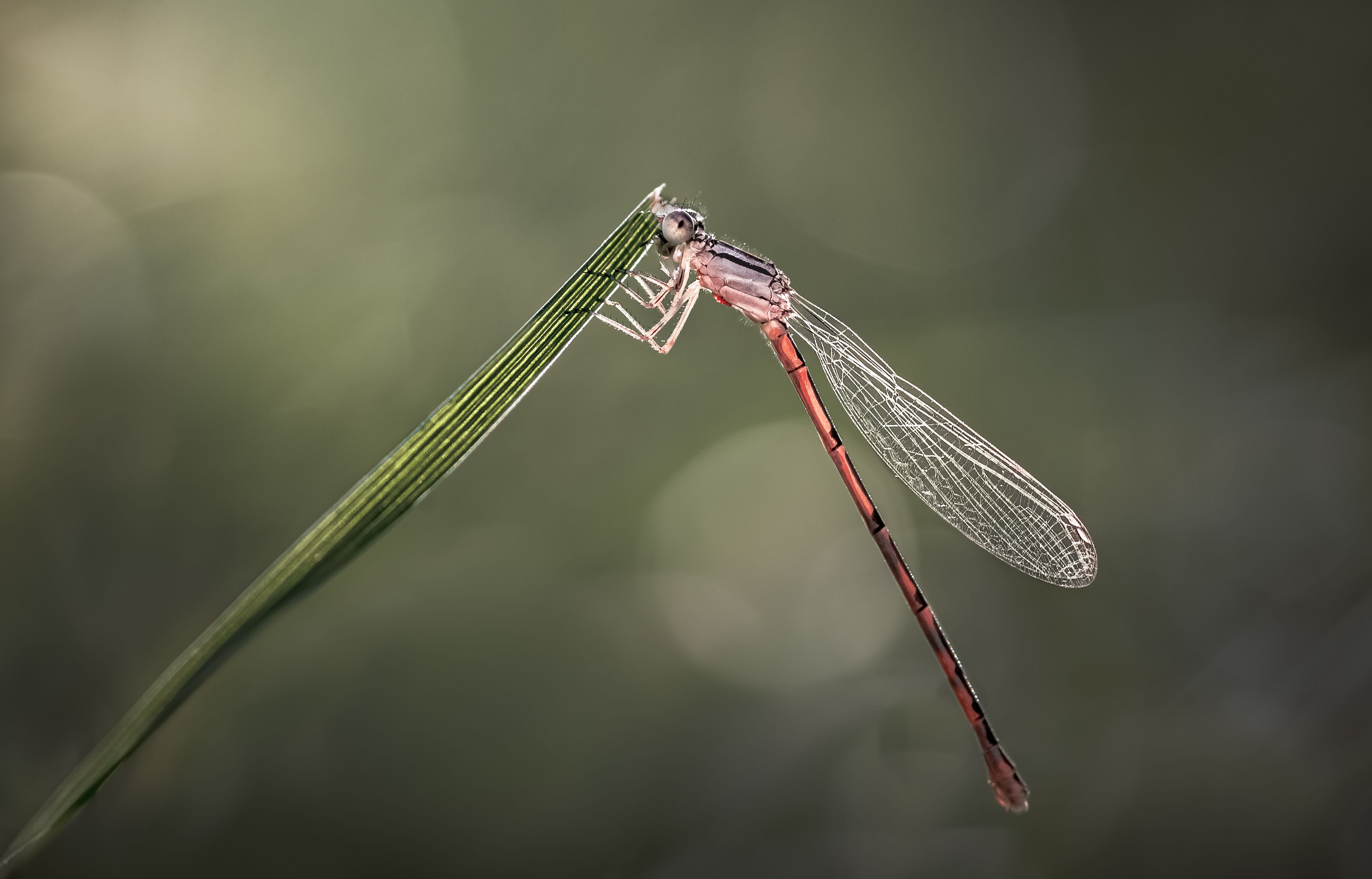 damselfly, dragonfly, insect, grass, sunset, dusk, evening, bug, macro, blade, grassland,, Atul Saluja