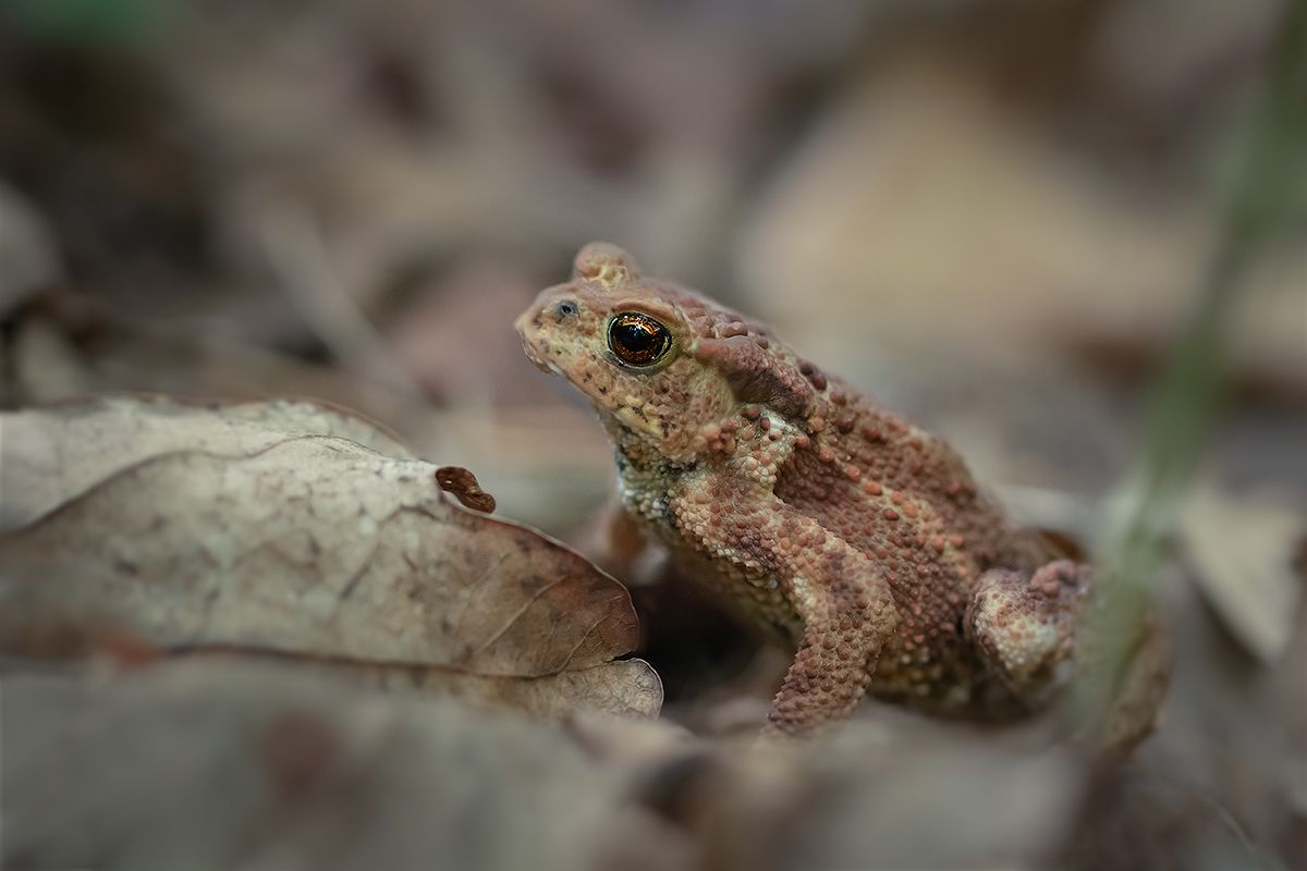 жаба, серая, обыкновенная, макро, лес, macro. frog, Хилько Марина