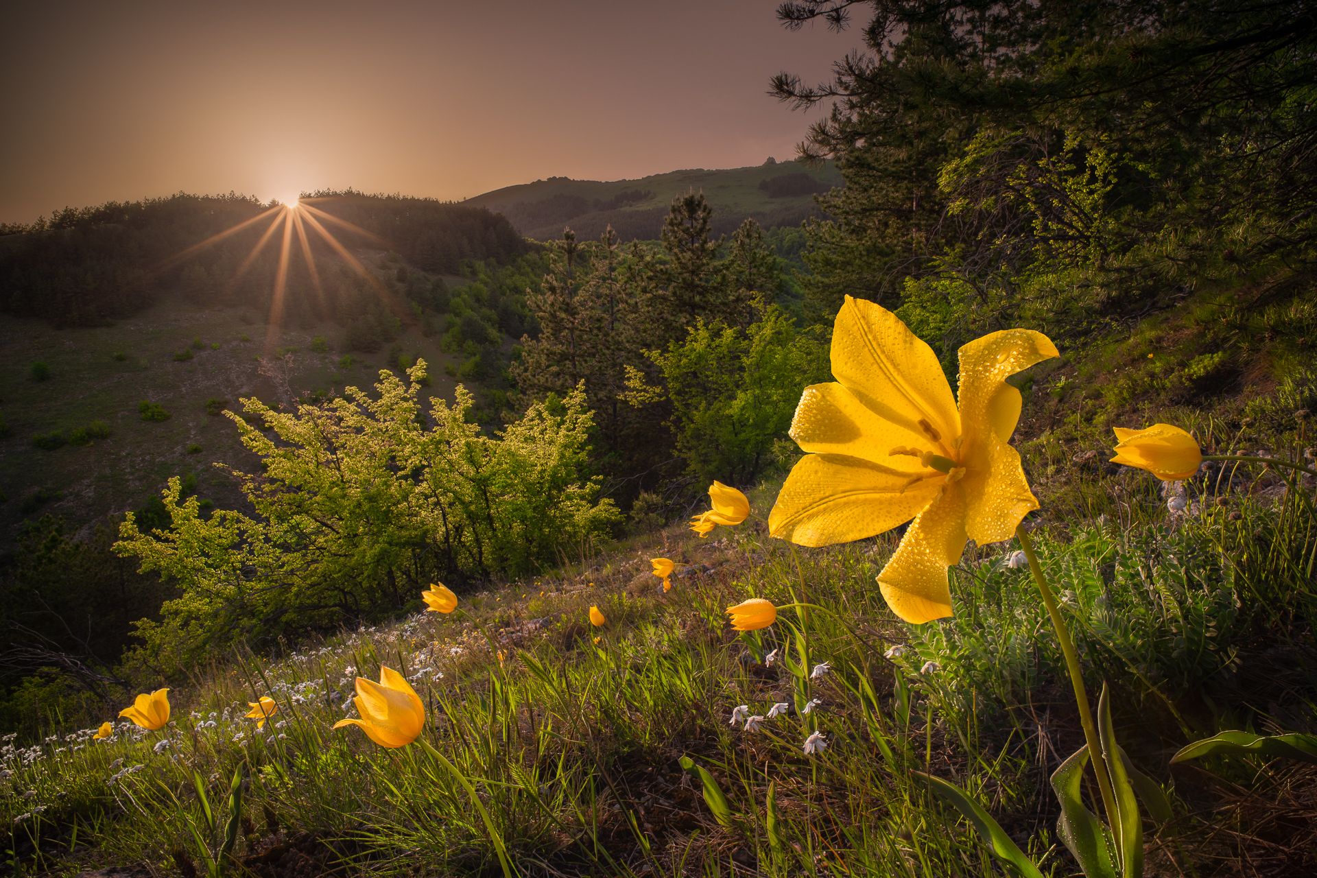 urumoff\'s tulips, tulipa urumoffii, flowers, wild, sunset, bulgaria, Калин Панчев