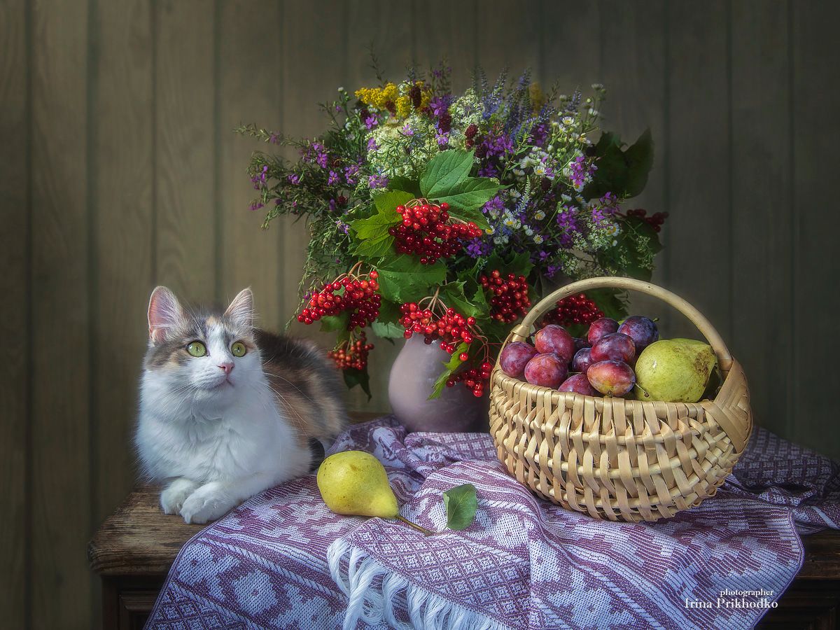 натюрморт, котонатюрморт, кошка, цветы полевые, фрукты, Приходько Ирина