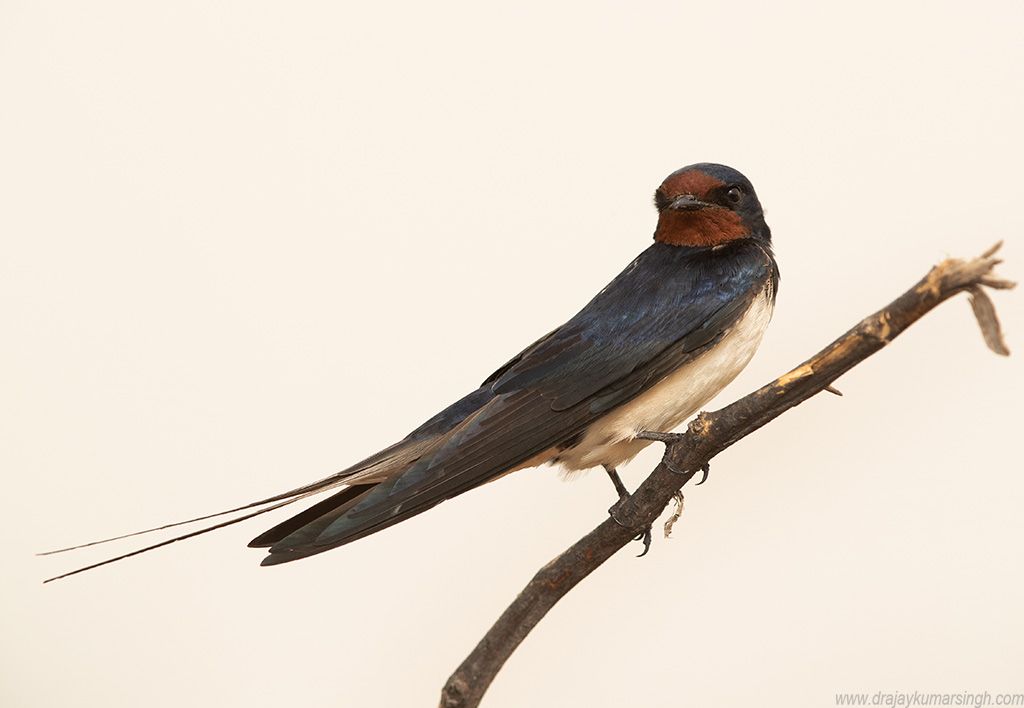 Barn swallow, Dr Ajay Kumar Singh