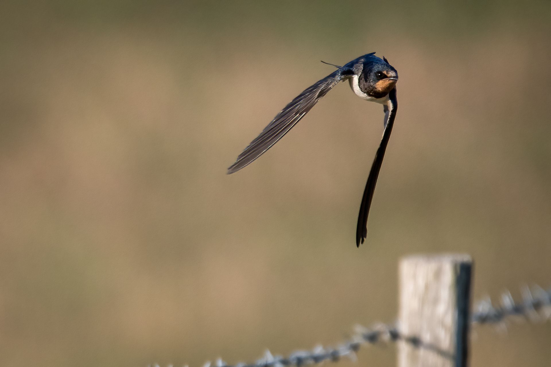 swallow; bird; sparrow; nature; flying, Sibé