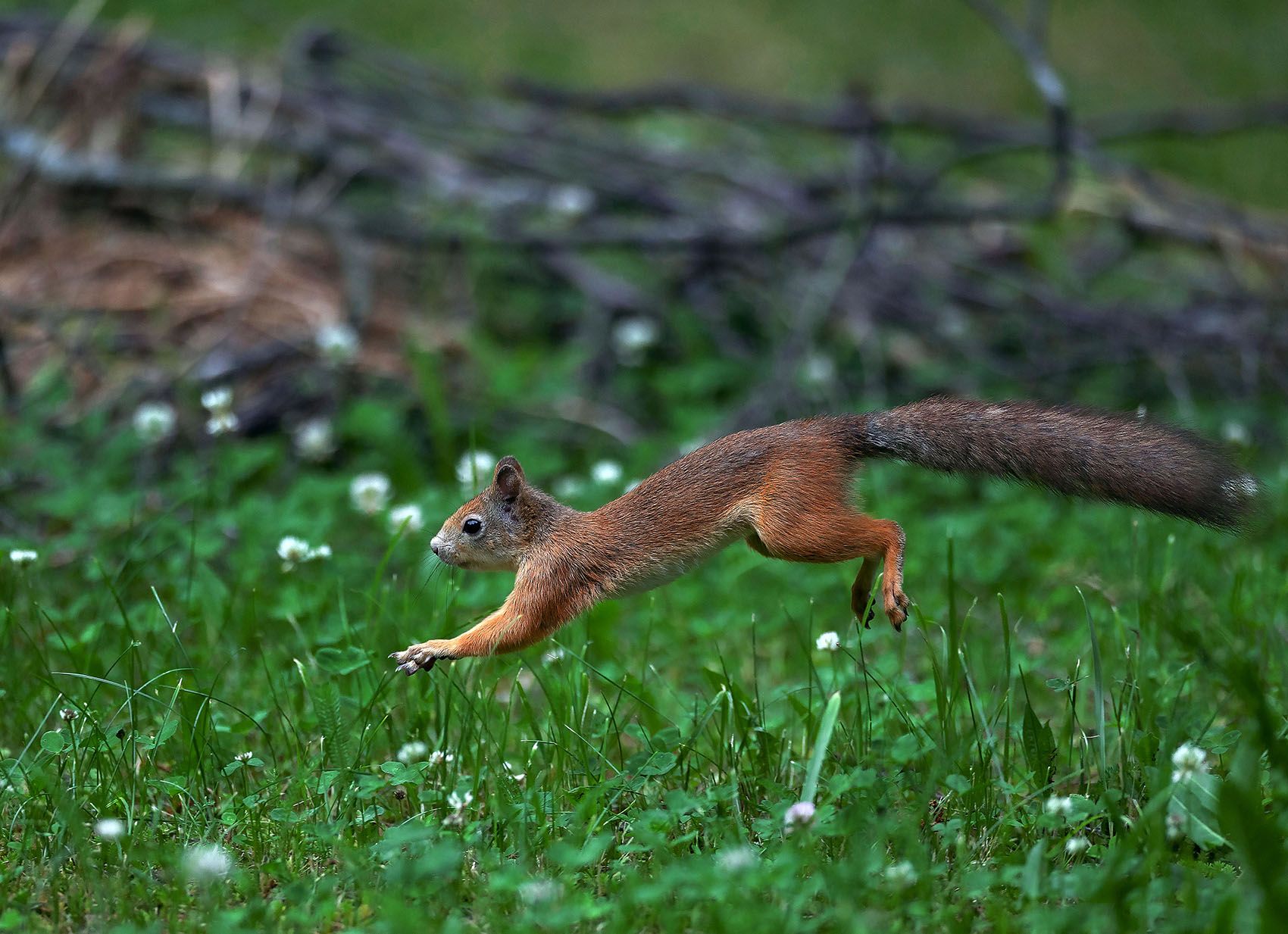 белка, полёт, прыжок,лес,поляна лето, природа, squirrel, flight, jump, forest, nature, Yulia Stukalova