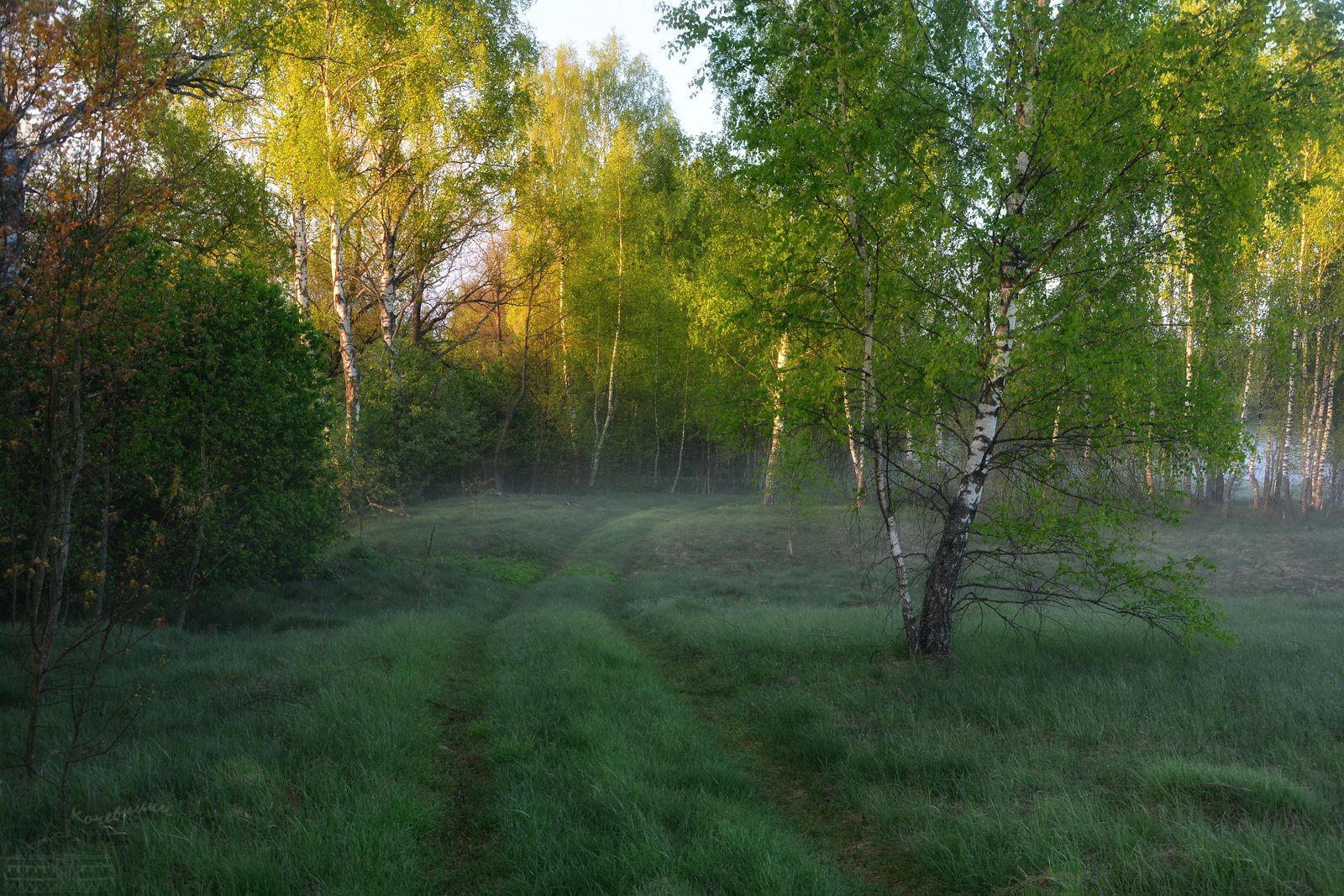 лес, туман, туманное утро, березовая роща, рассвет, Юлия Абрамова