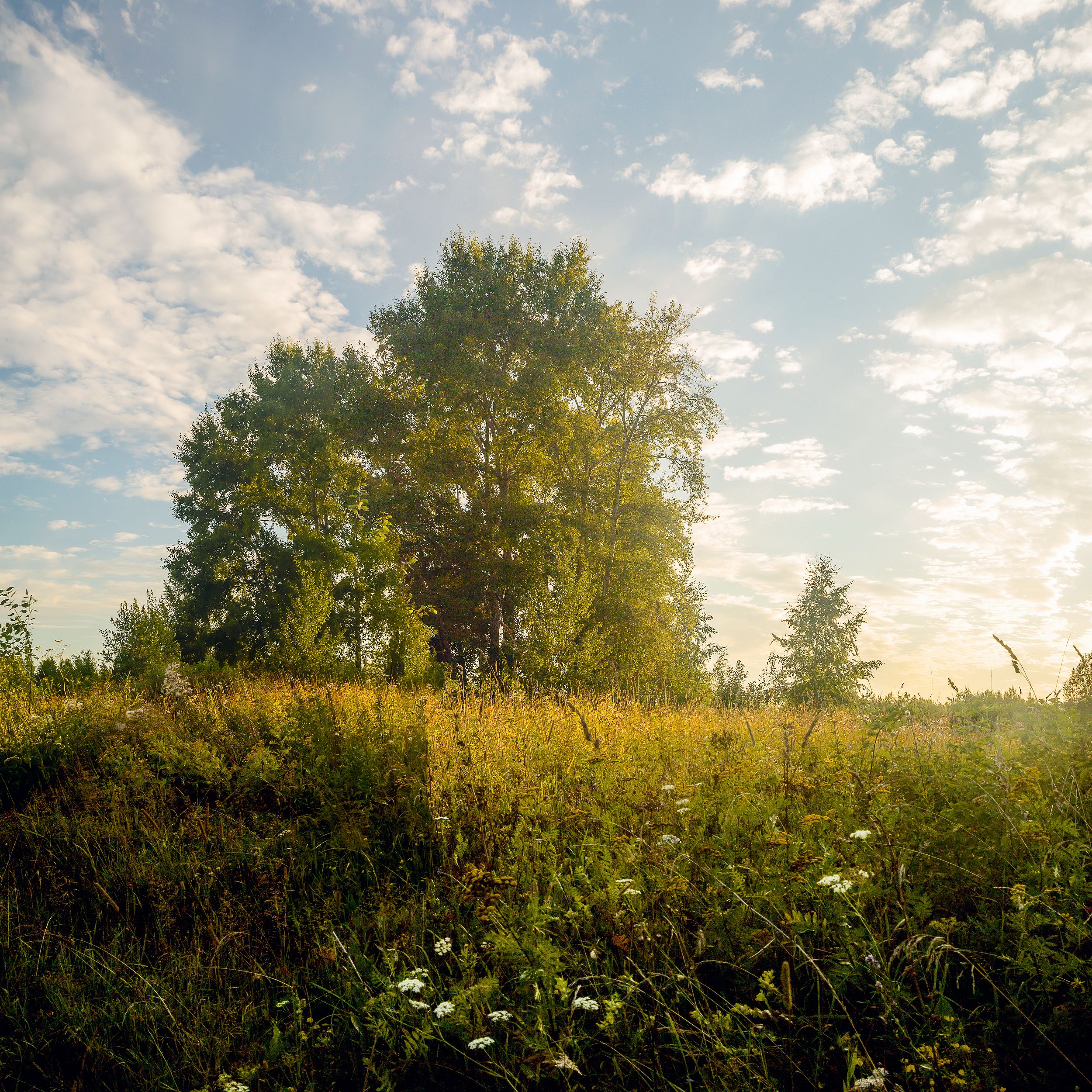 солнце вече поле дерево пейзаж трава небо облака тучки зеленое лес , Панагушин Сергей