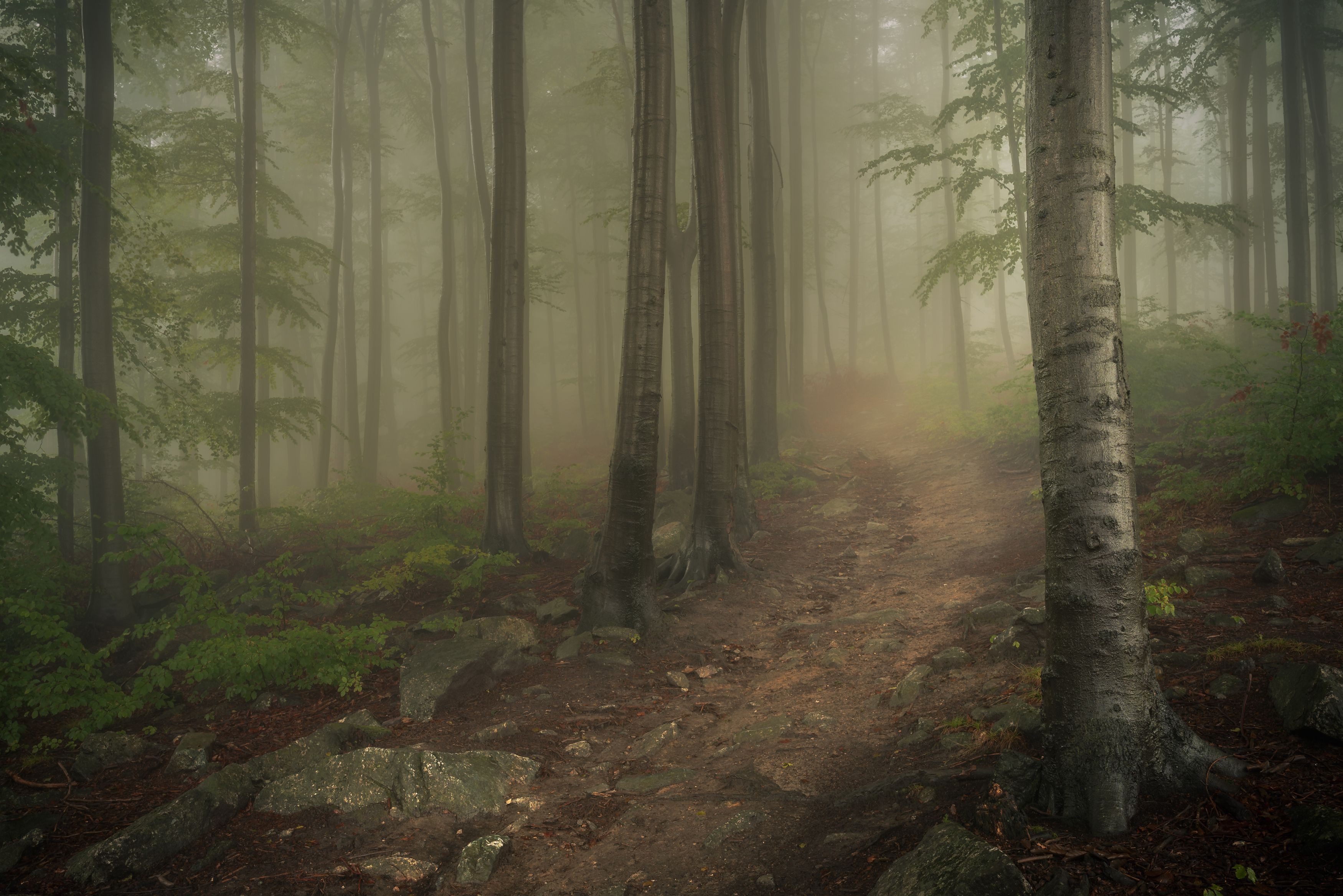 forest, fog, road, mountains, rain, magic, mysterious, trees, Tomasz Myśliński