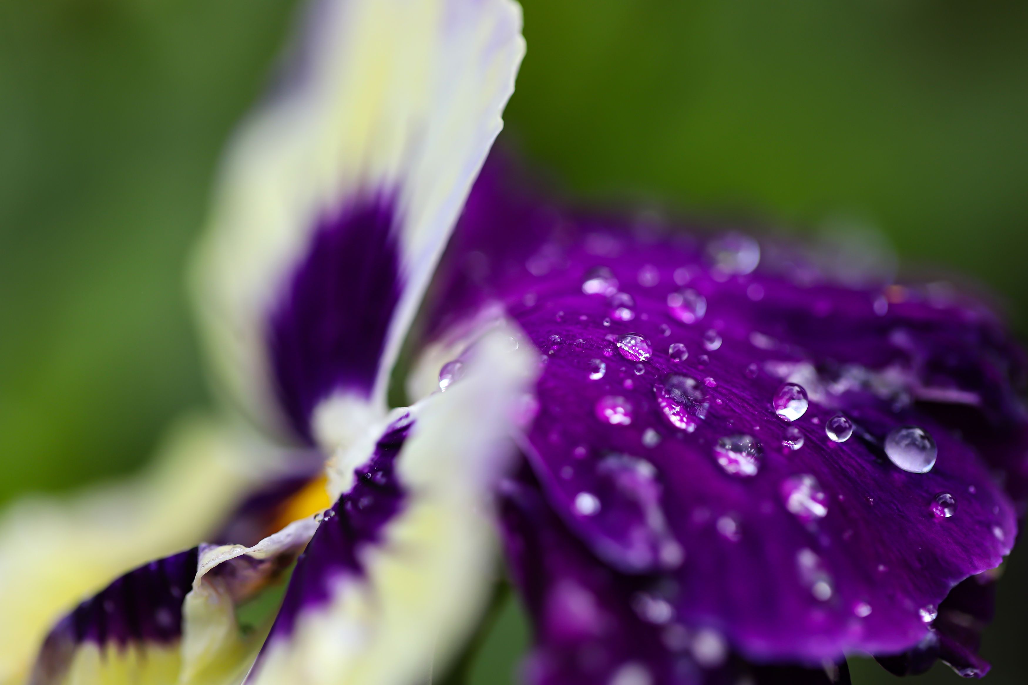 flower, after rain,  water drops,, DZINTRA REGINA JANSONE