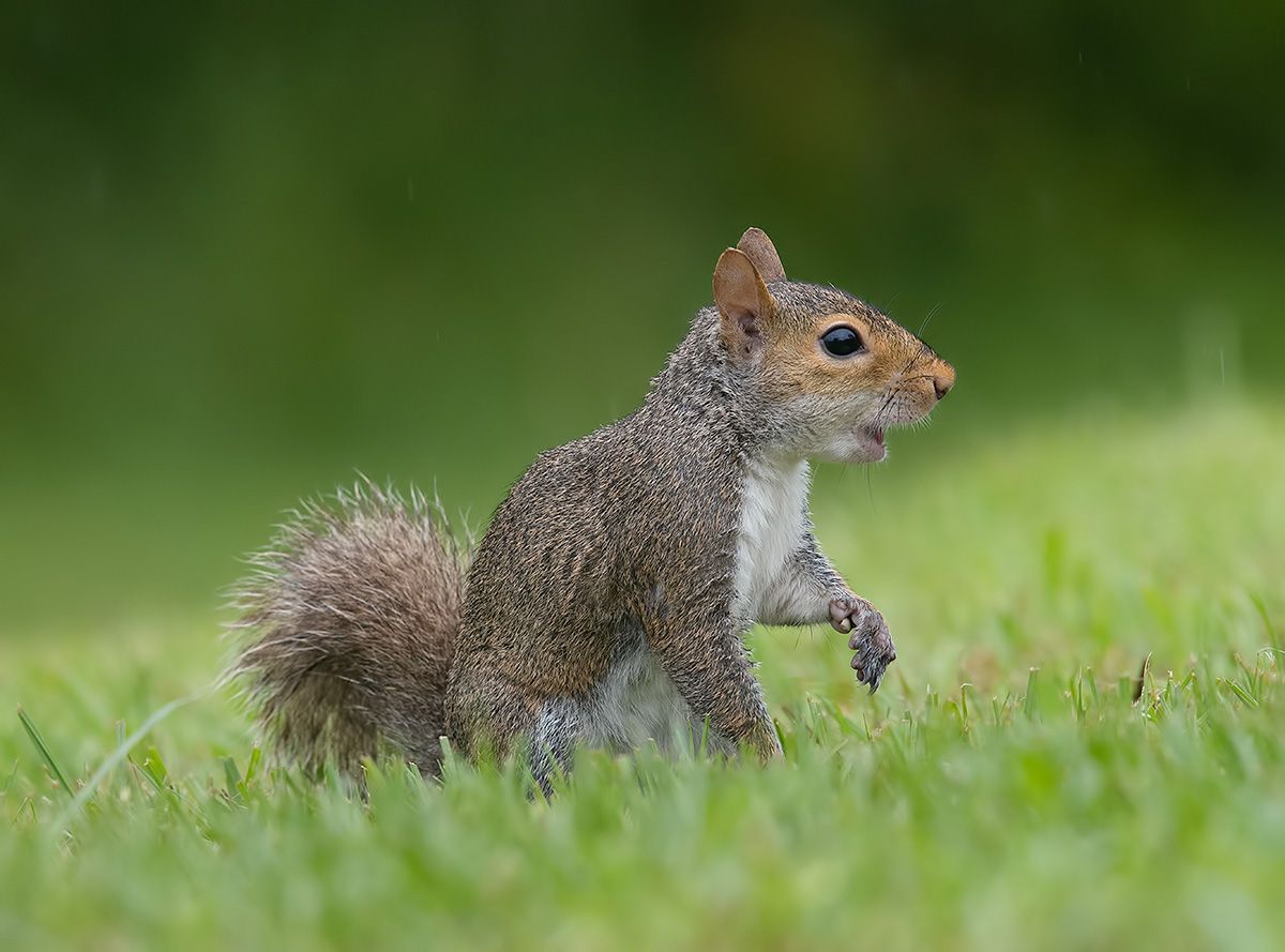 gray squirrel, каролинская белка, белка, squirrel, дикие животные, animals, Etkind Elizabeth