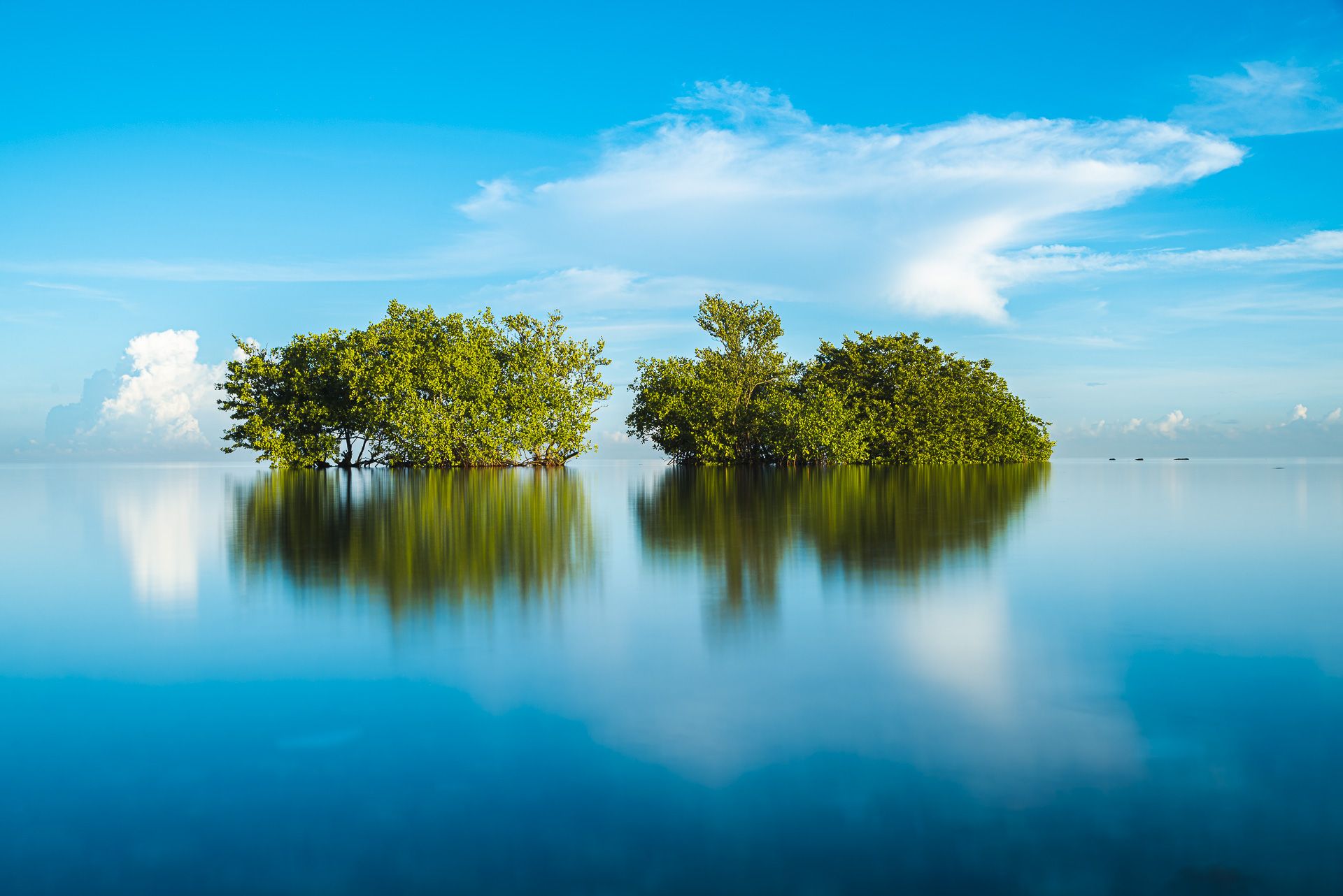 nature mangroves caribbean tide , Abel Cancino Gutierrez