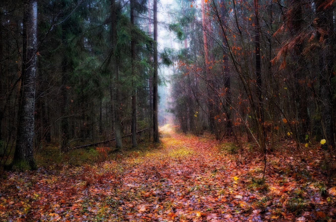 осень, лес,, Сергей Шабуневич