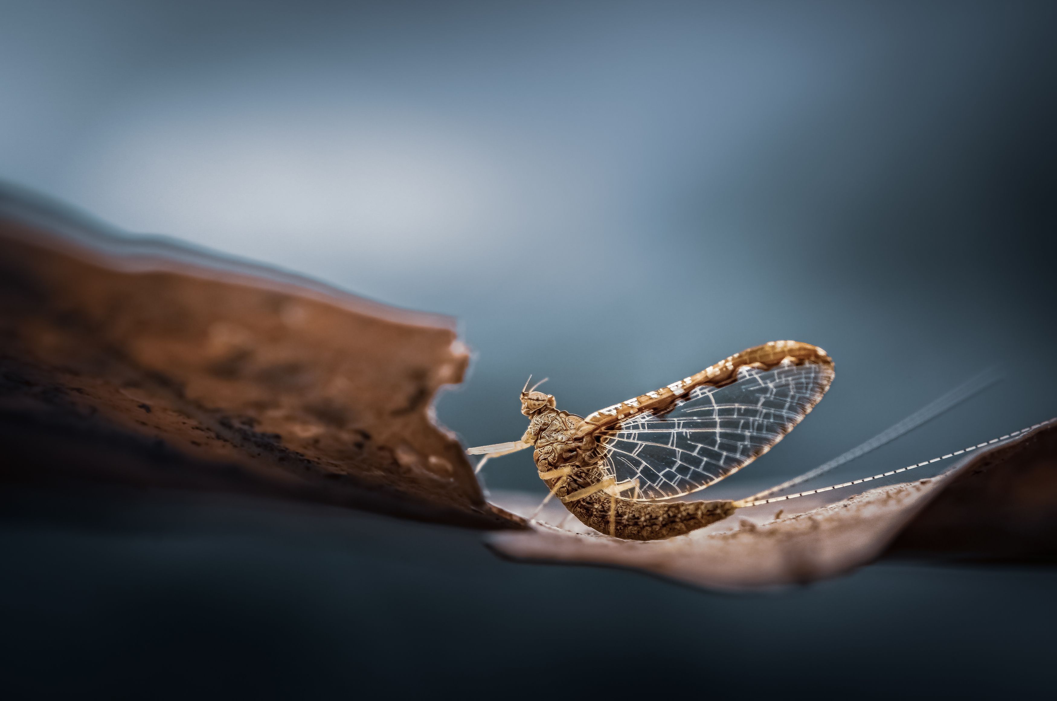 insect, beetle, bug, bugs, leaf, grass, macro, spring, love, mayfly, Atul Saluja